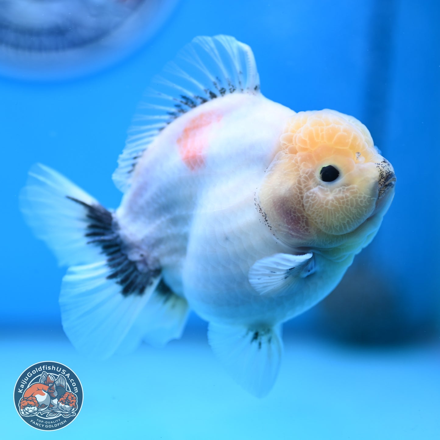 Shogun Jade Head Sakura Oranda 4 inches Body - Female(250131_OR17)