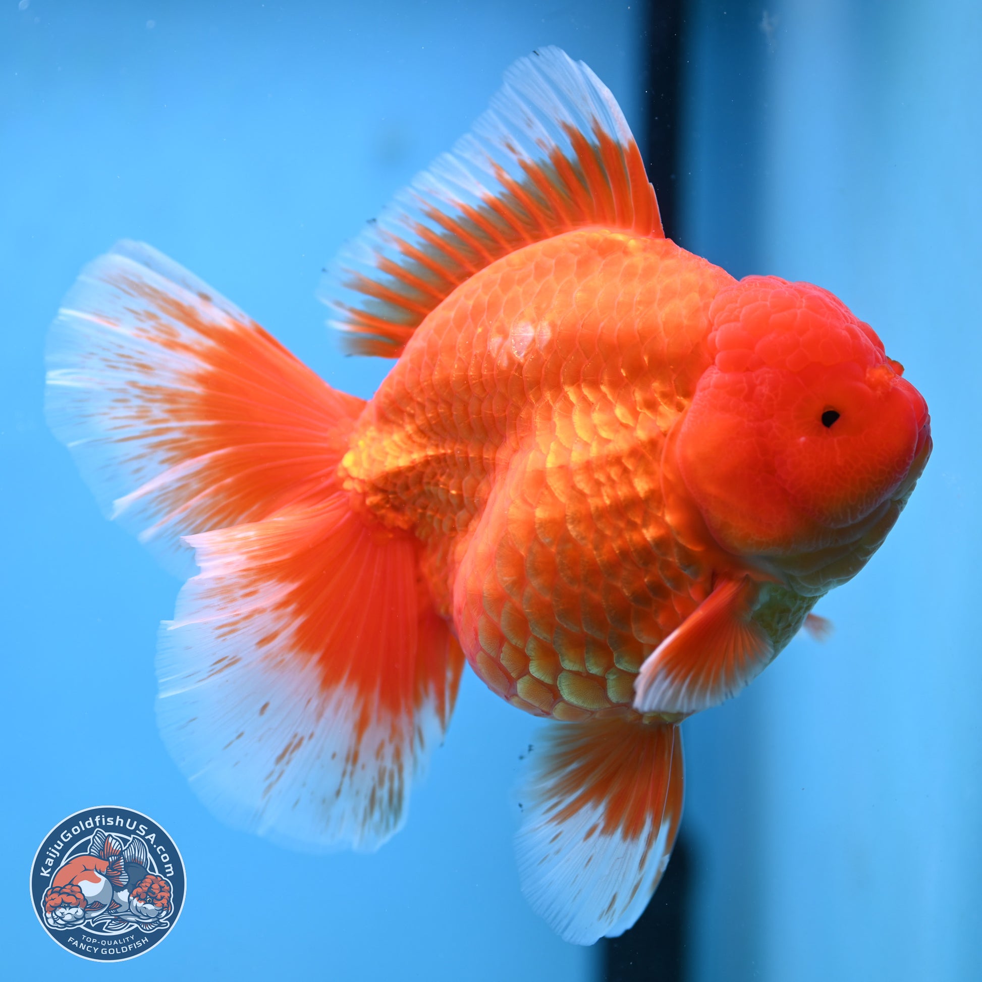 Super Jumbo Shogun Classic Red Rose Tail Oranda 7.5 inches - Female (241115_OR17) - Kaiju Goldfish USA