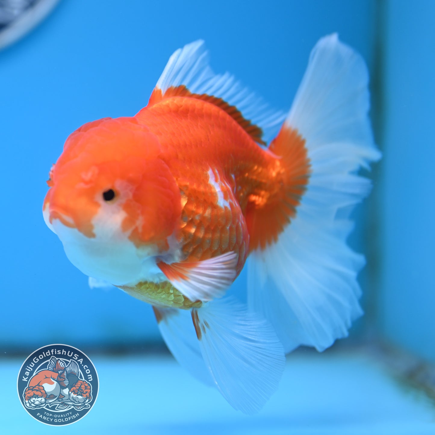 Red White Rose Tail Oranda 4 inches Body - Female (250418_OR17)