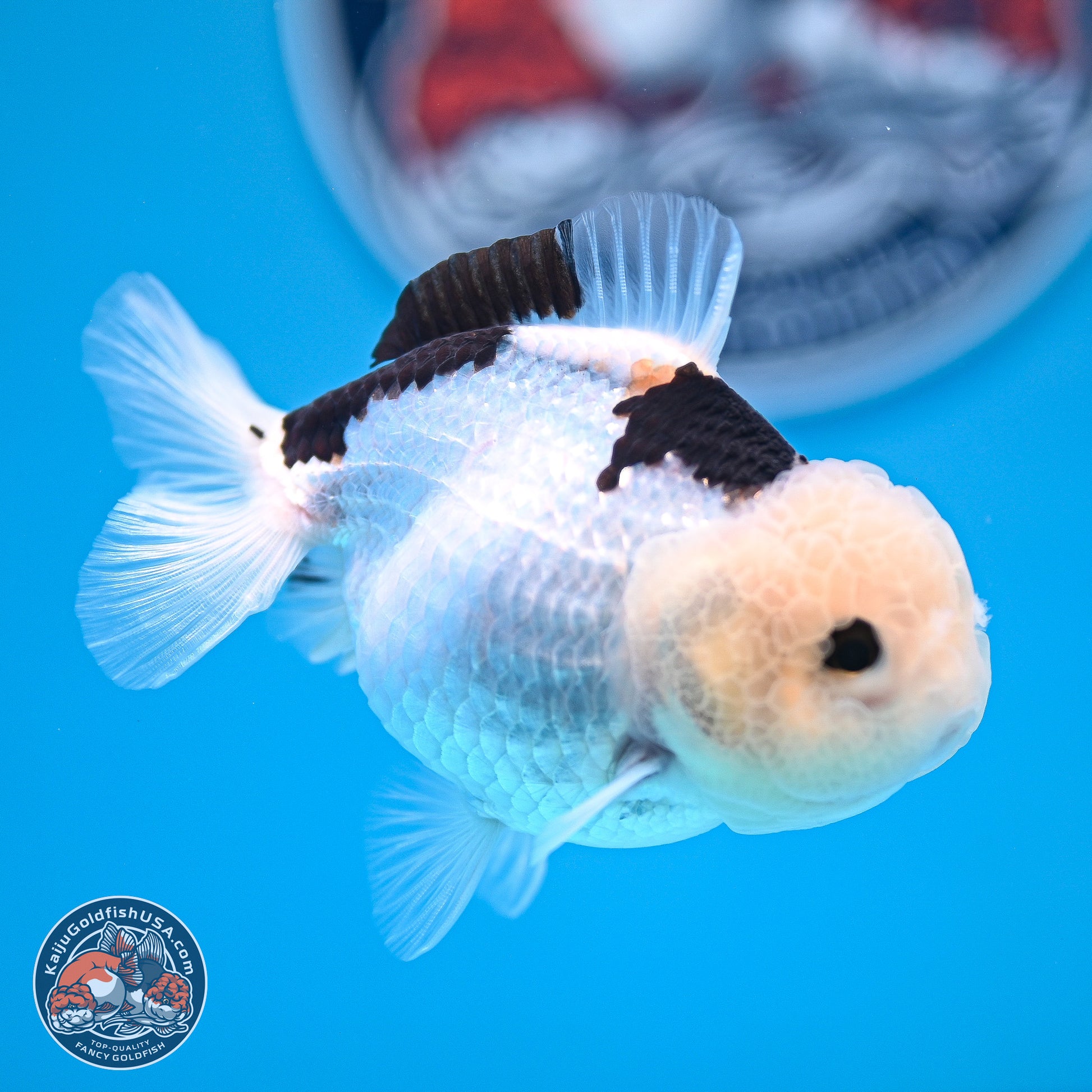 Panda Oranda 3.5-4.5 inches (240913_OR17) - Kaiju Goldfish USA