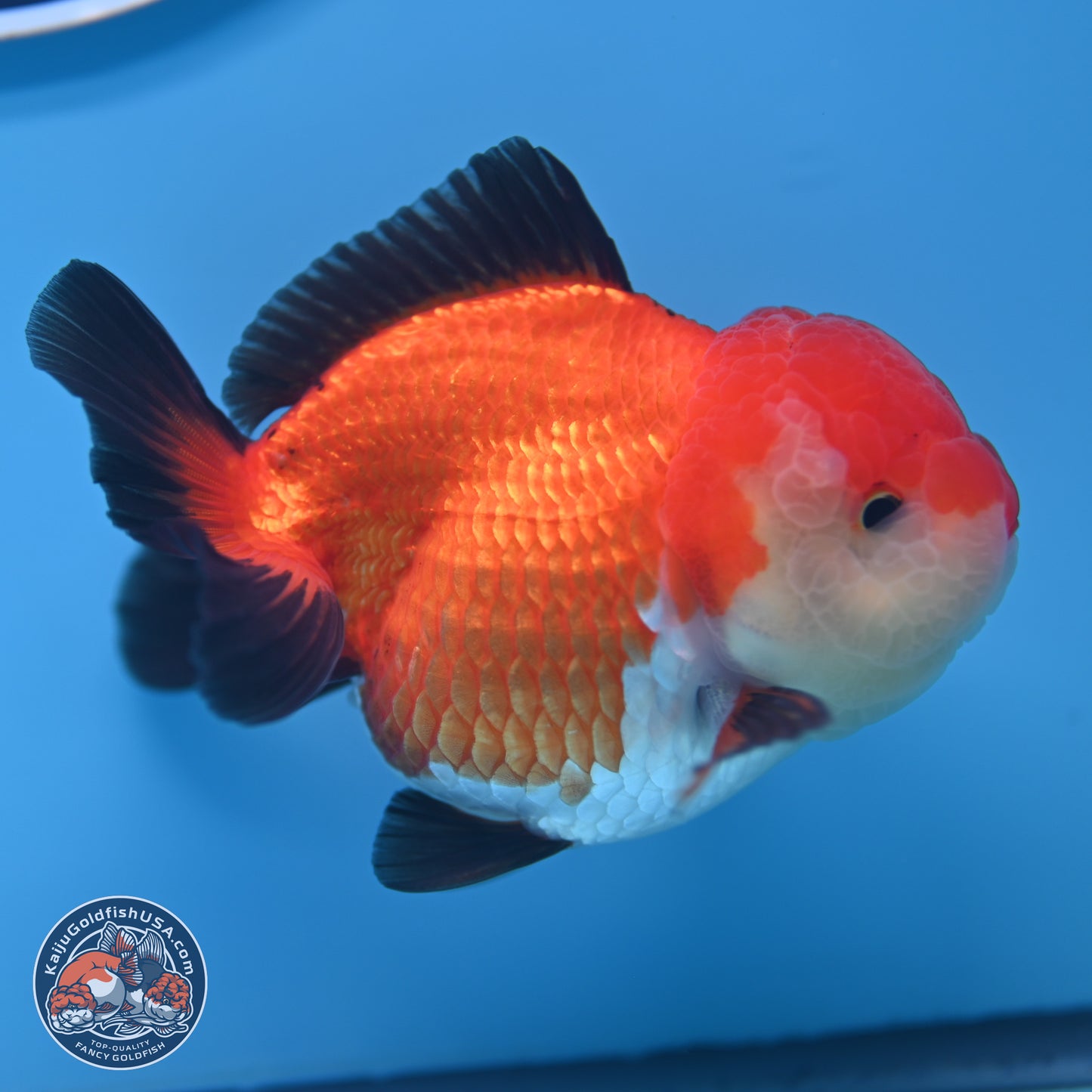 Tricolor Oranda 3.5-4 inches (241004_OR17) - Kaiju Goldfish USA