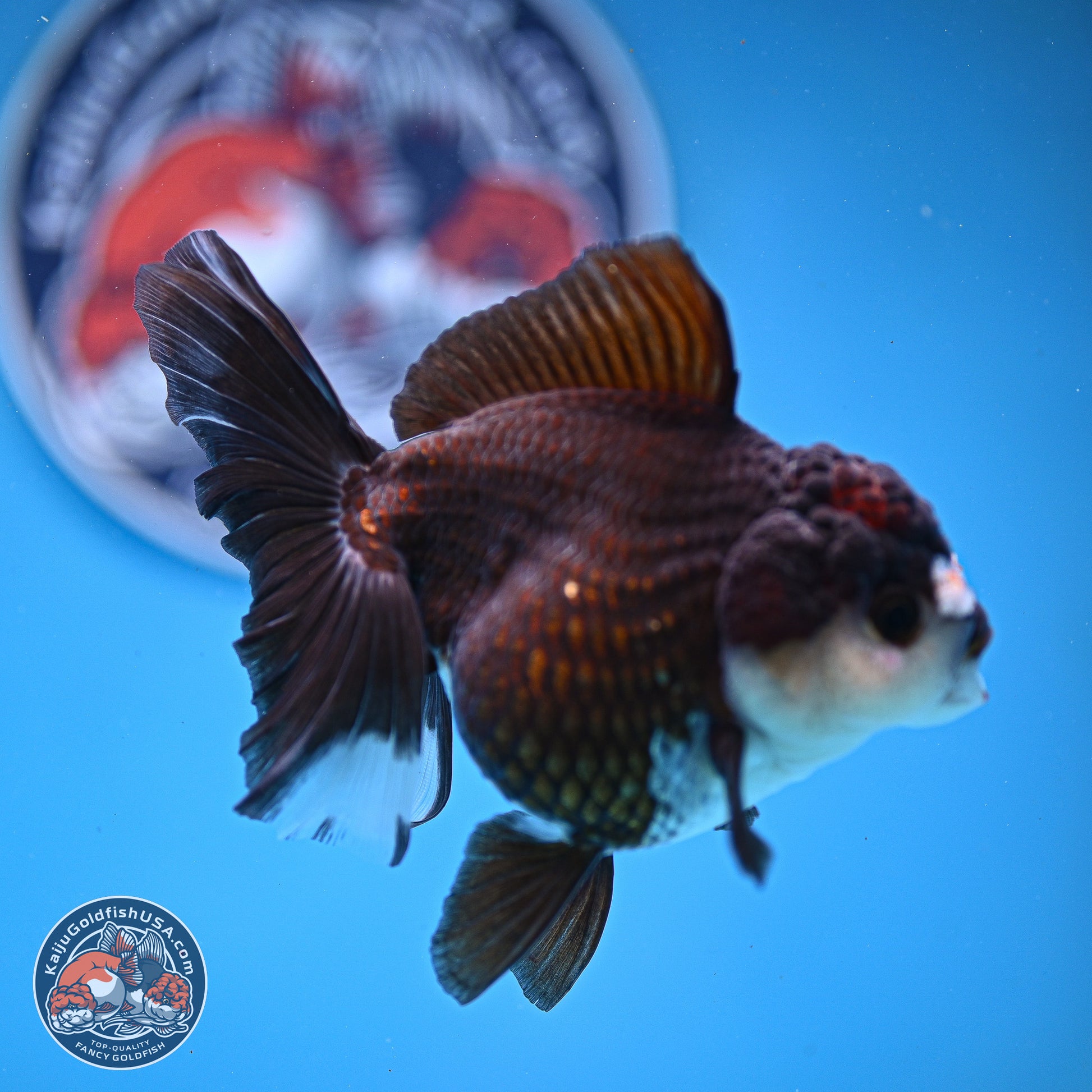 Panda Rose Tail Oranda 5 inches (241025_OR17) - Kaiju Goldfish USA