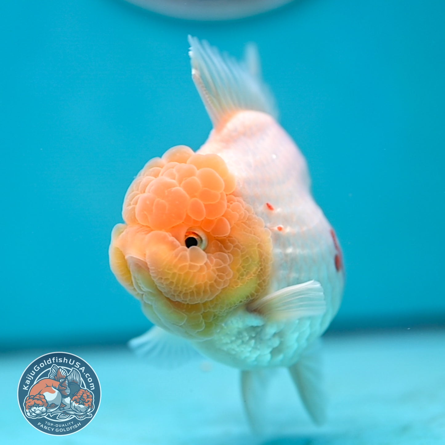 Lemon Head Red White Rose Tail Oranda 4 inches Body (250502_OR17)