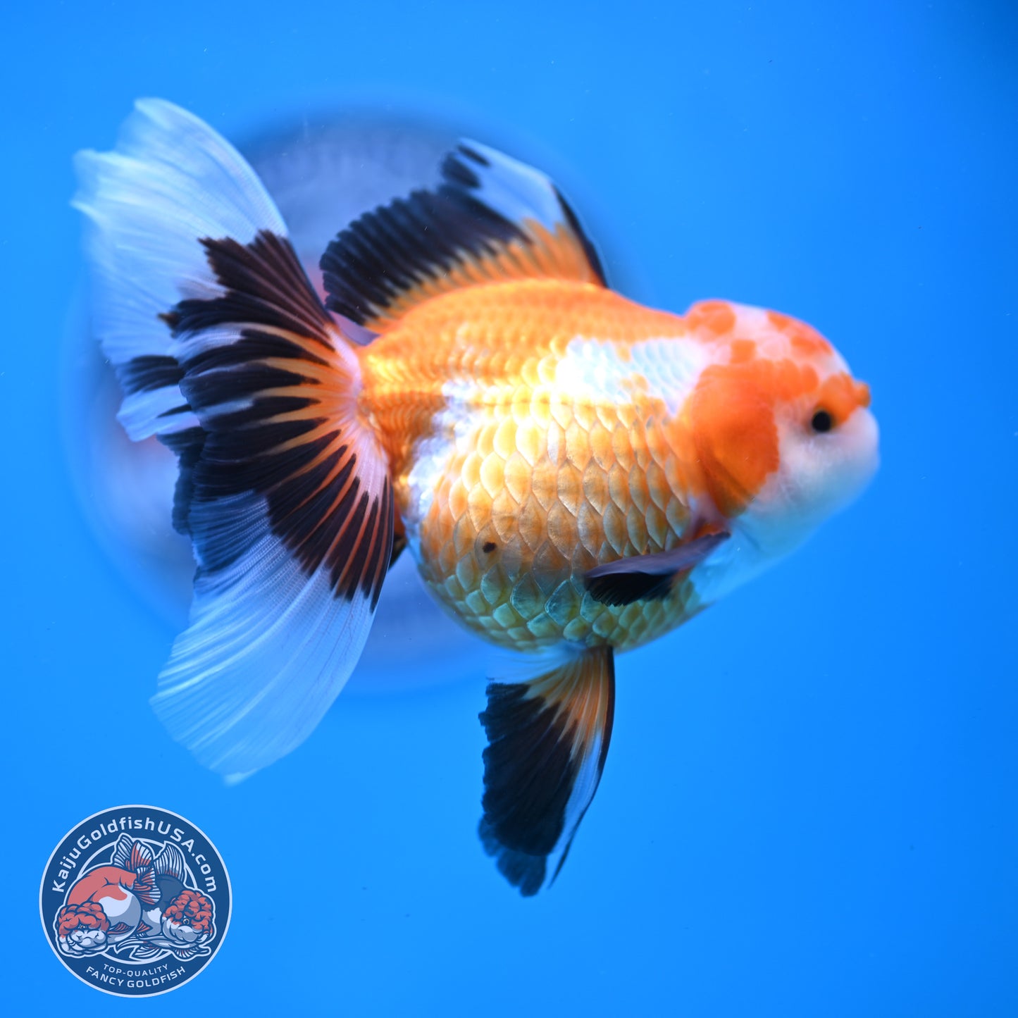 Tricolor Oranda 3.5 inches Body (250530_OR17)