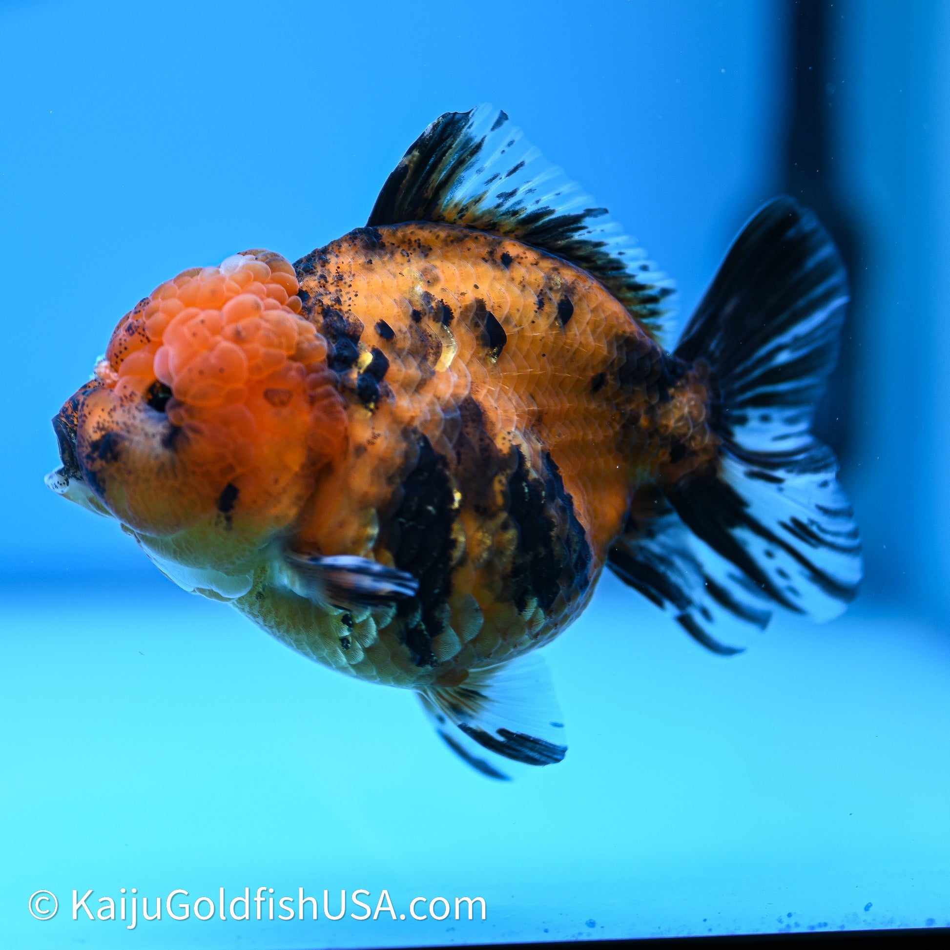 Shogun Godzilla Tiger Oranda 4in Body (240614_OR17) - Kaiju Goldfish USA