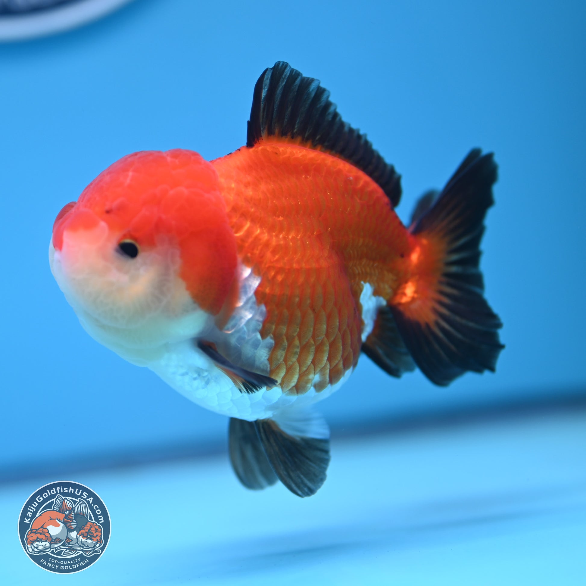 Tricolor Oranda 3.5-4 inches (241004_OR17) - Kaiju Goldfish USA