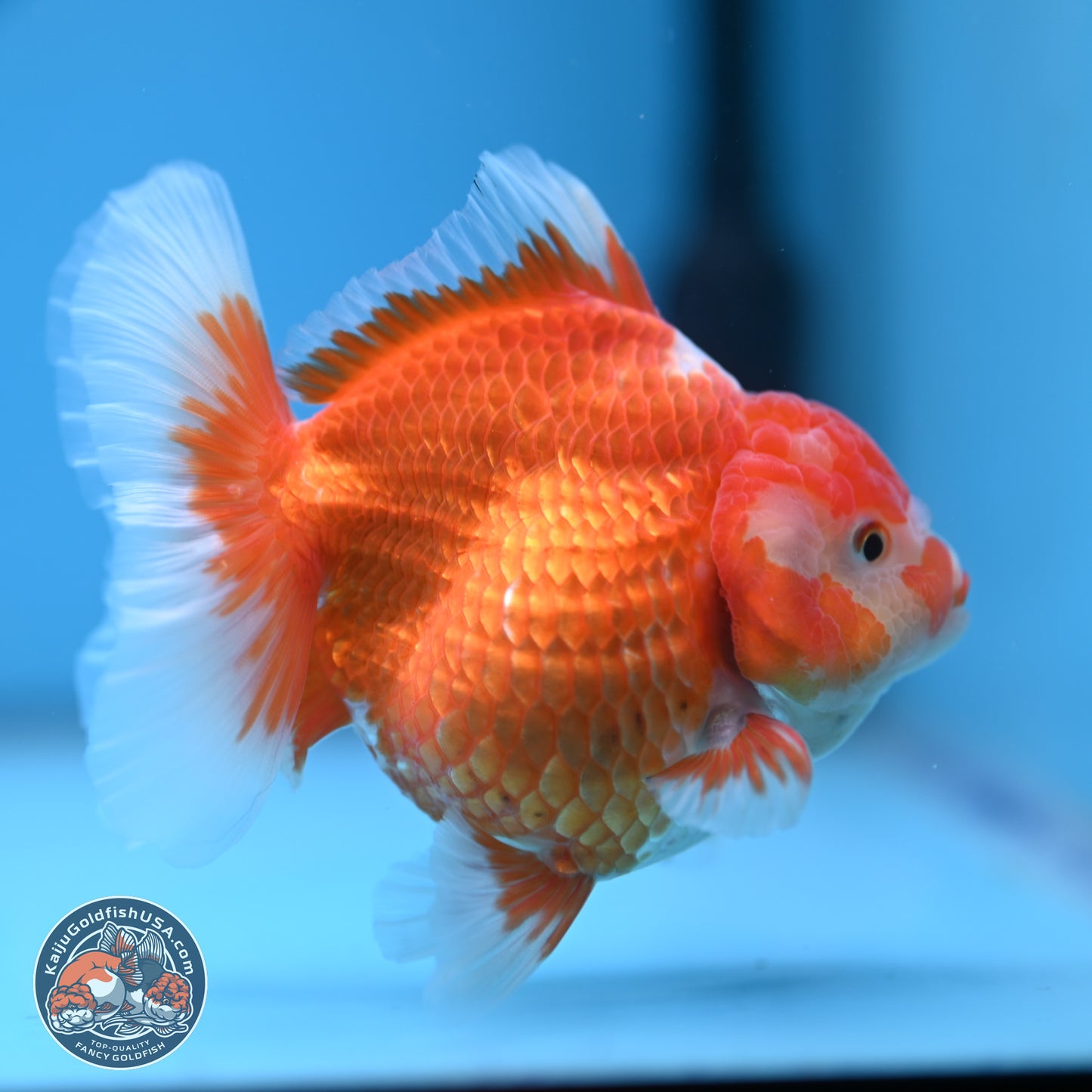 Red White Rose Tail Oranda 4.5 inches - Female (241122_OR17) - Kaiju Goldfish USA