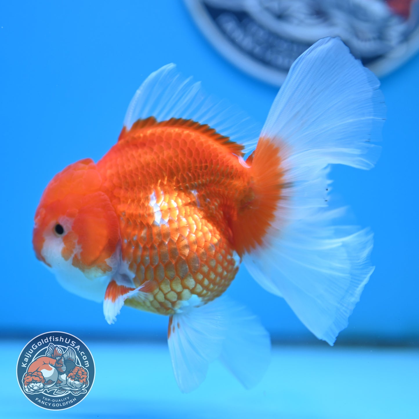 Red White Rose Tail Oranda 4 inches Body - Female (250418_OR17)