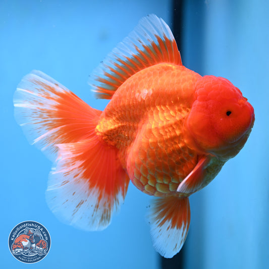 Super Jumbo Shogun Classic Red Rose Tail Oranda 7.5 inches - Female (241115_OR17) - Kaiju Goldfish USA