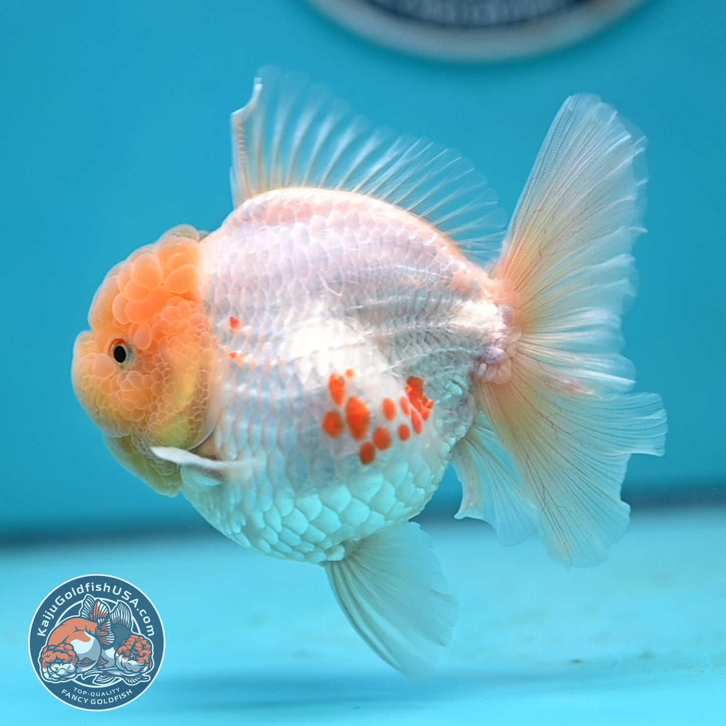 Lemon Head Red White Rose Tail Oranda 4 inches Body (250502_OR17)
