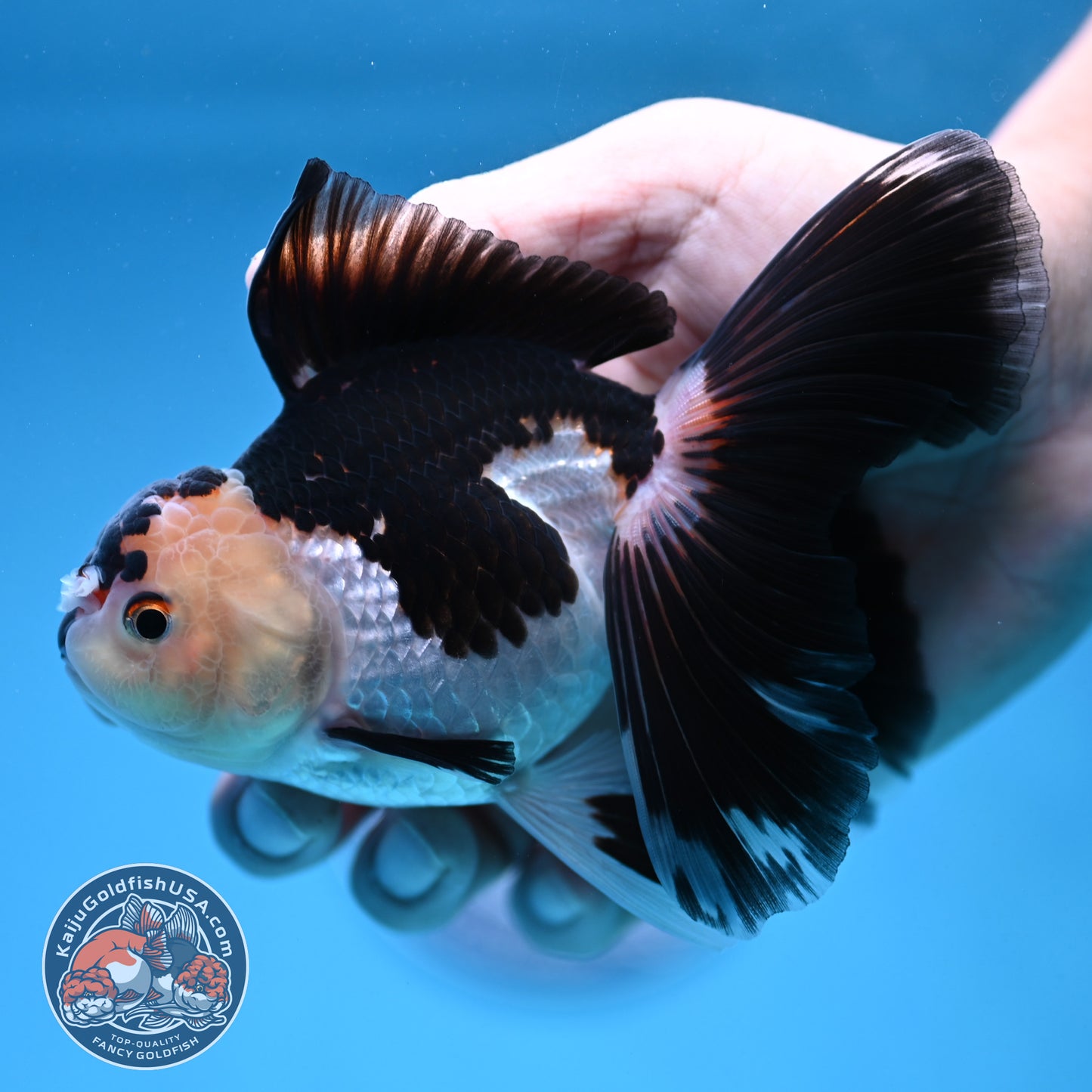 Panda Butterfly Tail Oranda 3.5 inch Body (250912_OR17)