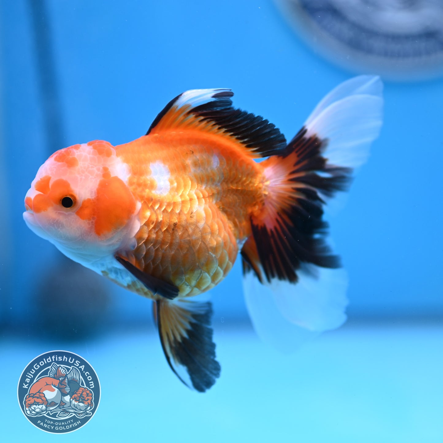 Tricolor Oranda 3.5 inches Body (250530_OR17)