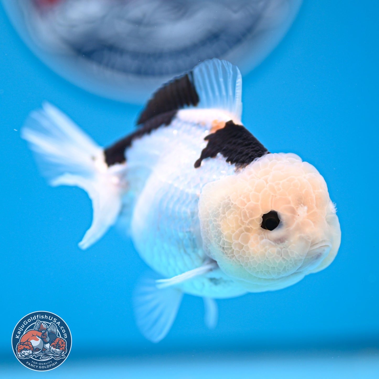 Panda Oranda 3.5-4.5 inches (240913_OR17) - Kaiju Goldfish USA