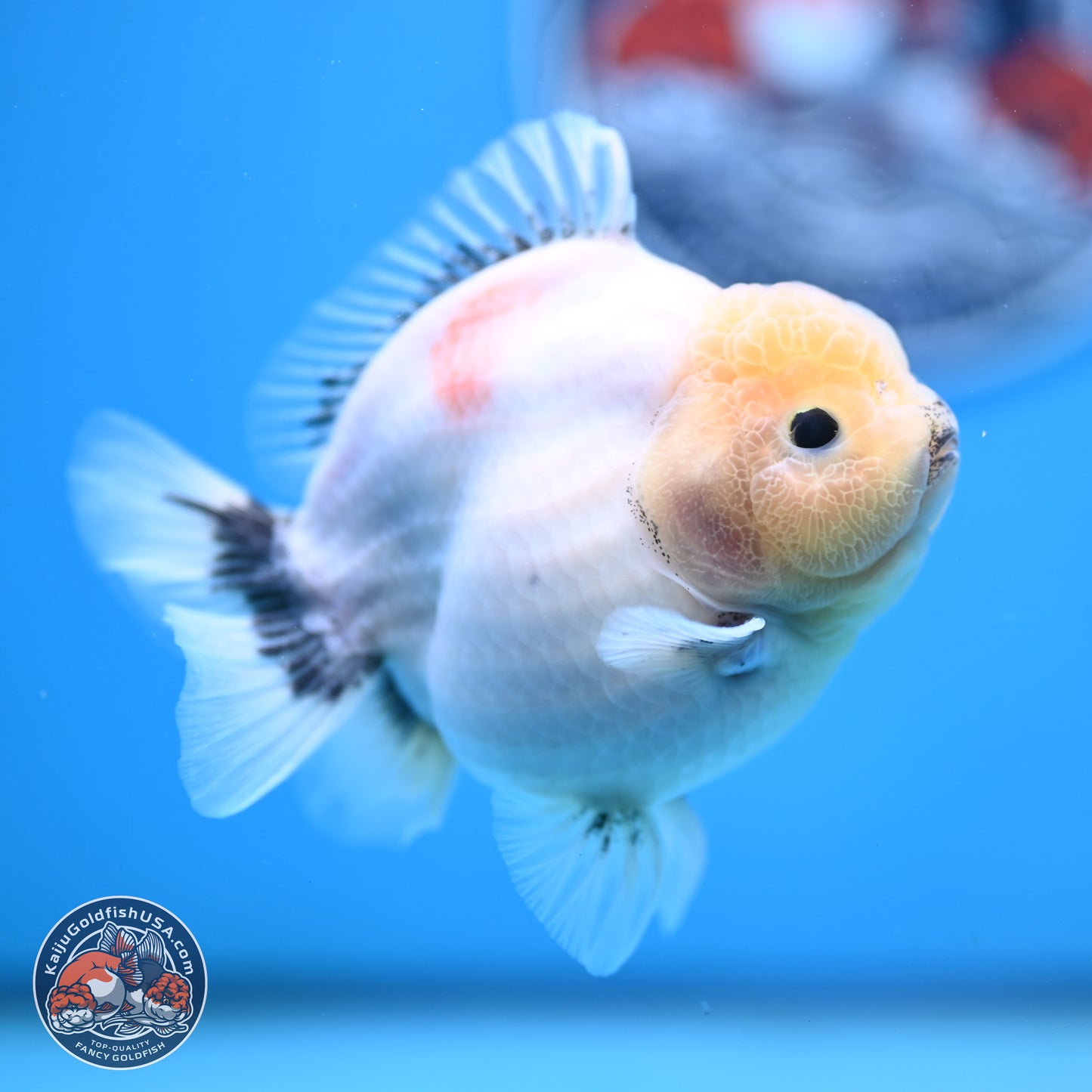 Shogun Jade Head Sakura Oranda 4 inches Body - Female(250131_OR17)