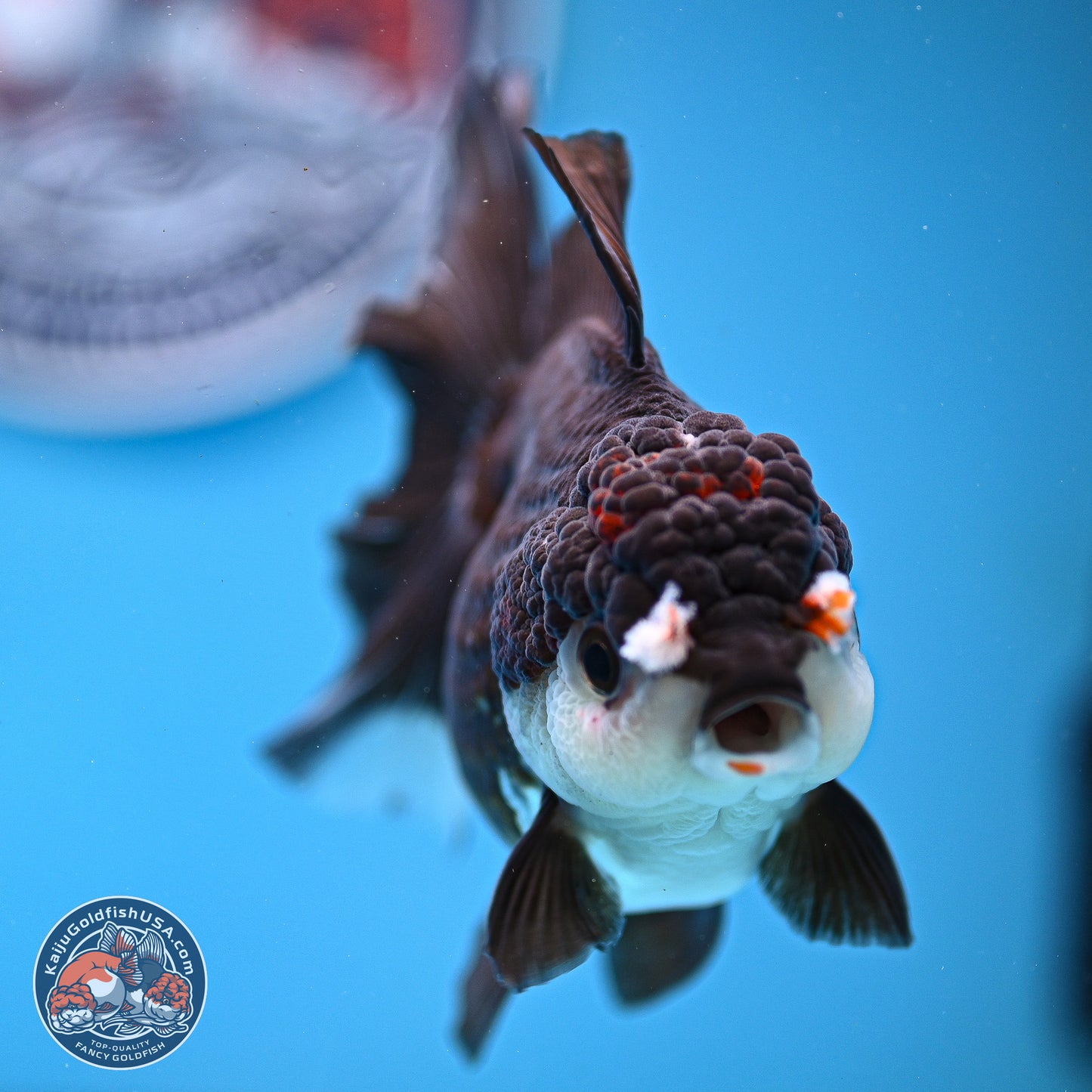 Panda Rose Tail Oranda 5 inches (241025_OR17) - Kaiju Goldfish USA