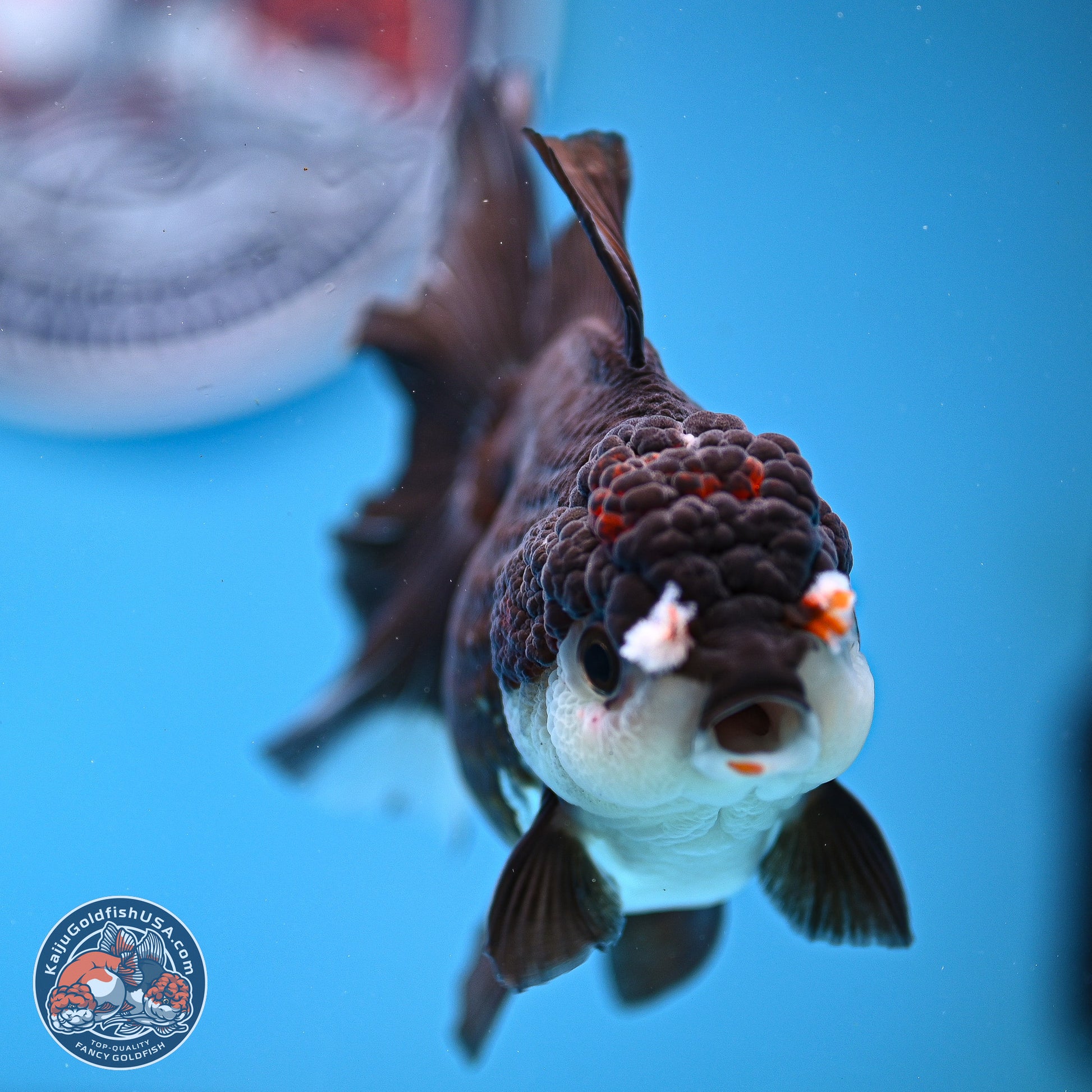 Panda Rose Tail Oranda 5 inches (241025_OR17) - Kaiju Goldfish USA