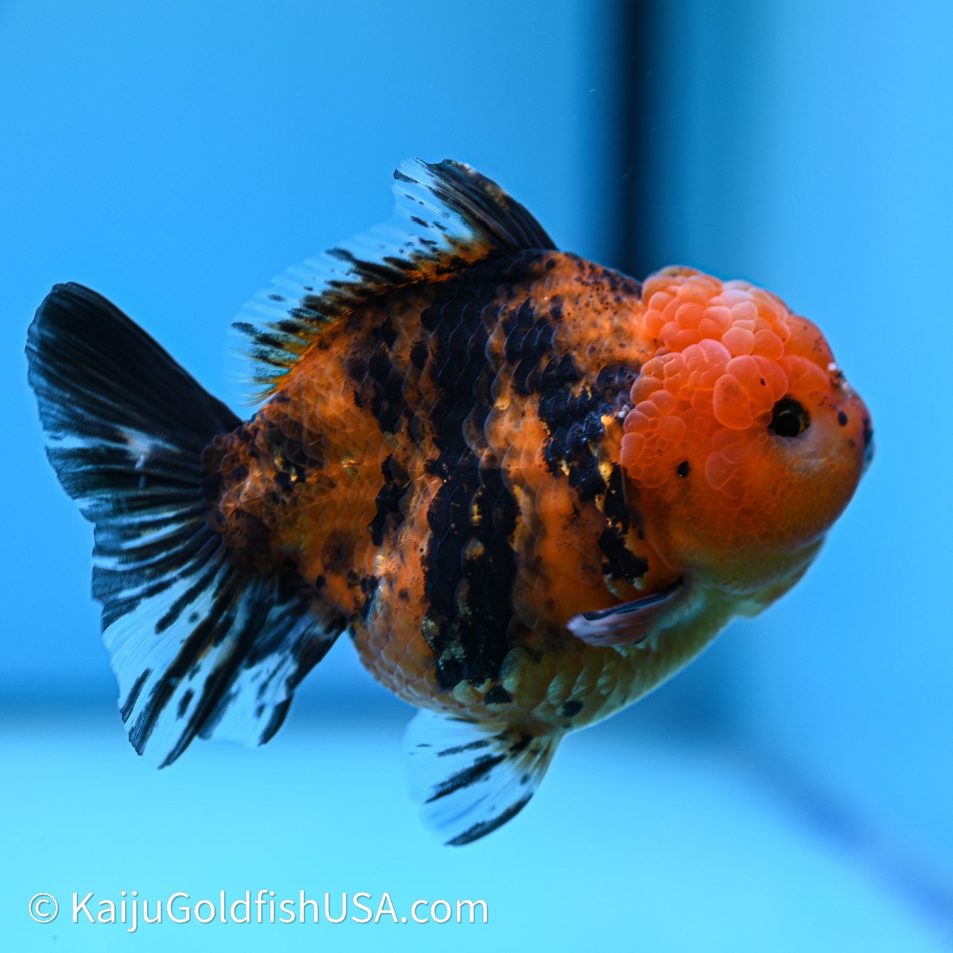 Shogun Godzilla Tiger Oranda 4in Body (240614_OR17) - Kaiju Goldfish USA