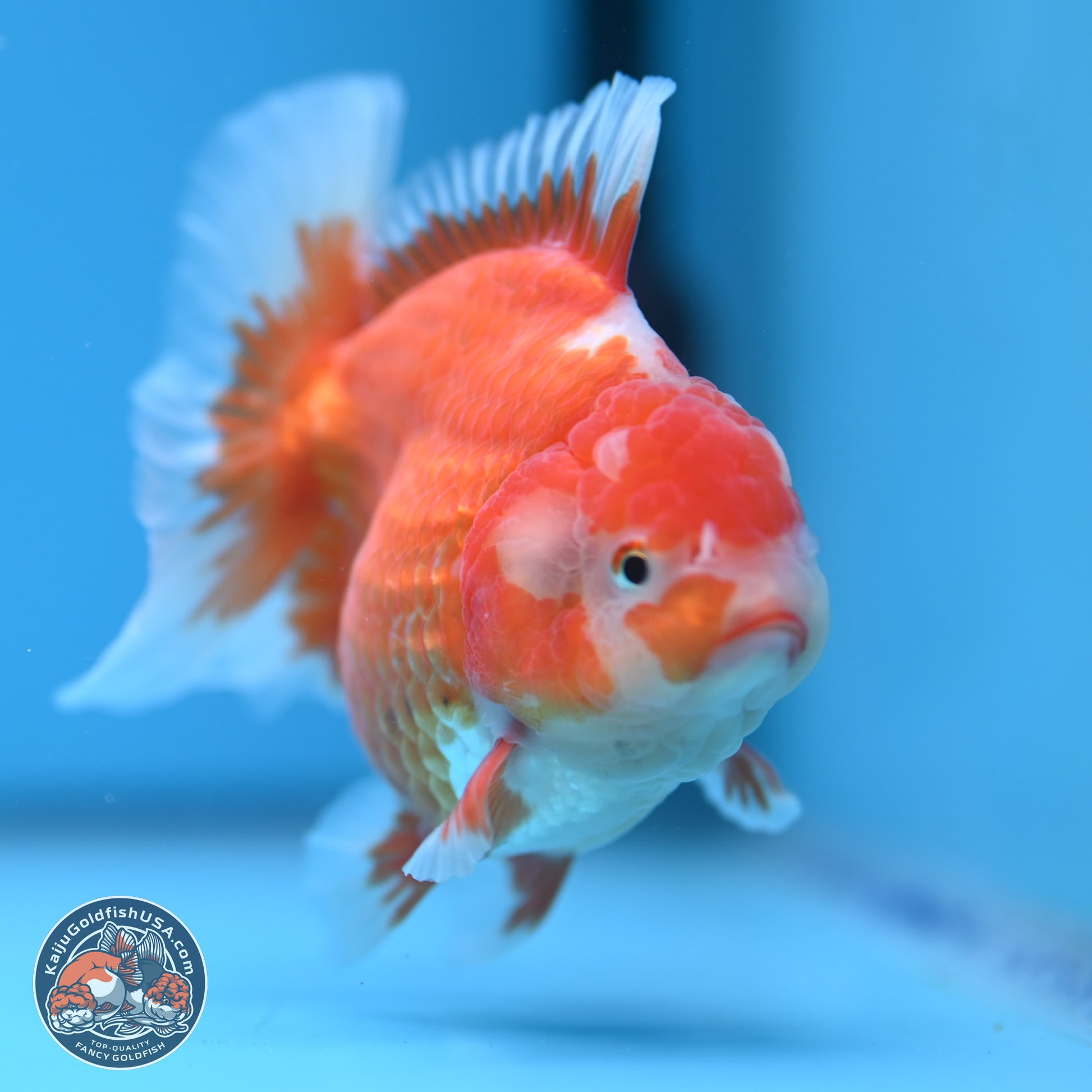 Red White Rose Tail Oranda 4.5 inches - Female (241122_OR17) - Kaiju Goldfish USA