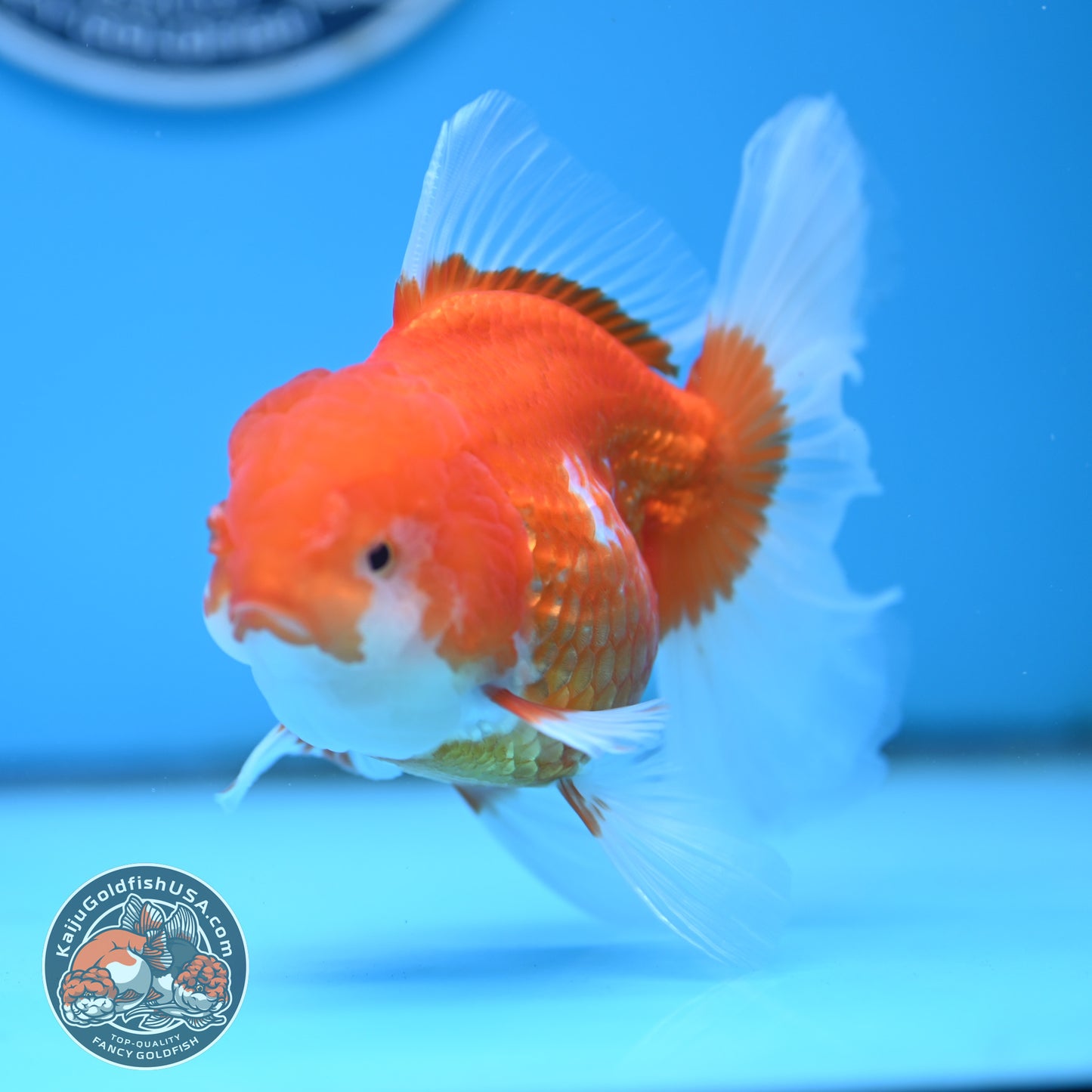 Red White Rose Tail Oranda 4 inches Body - Female (250418_OR17)