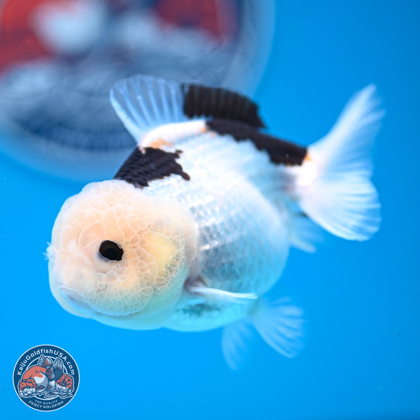 Panda Oranda 3.5-4.5 inches (240913_OR17) - Kaiju Goldfish USA