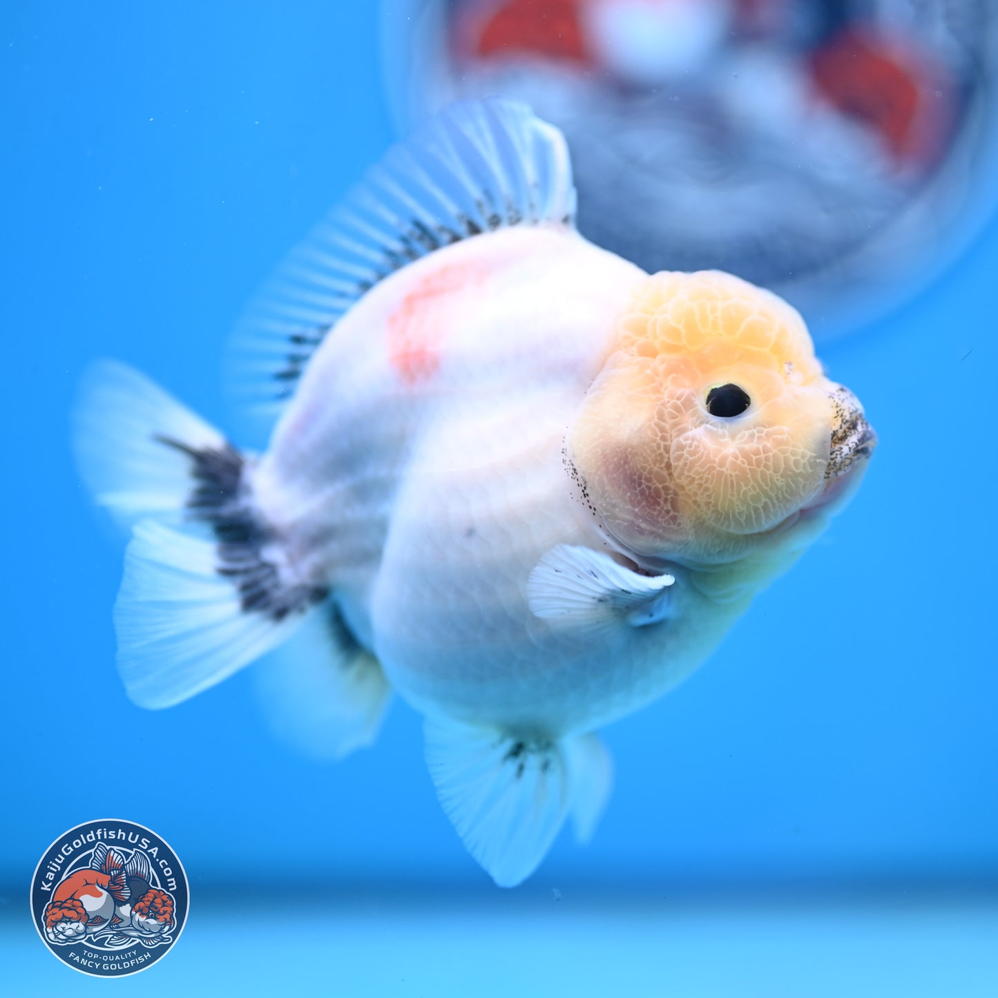 Shogun Jade Head Sakura Oranda 4 inches Body - Female(250131_OR17)