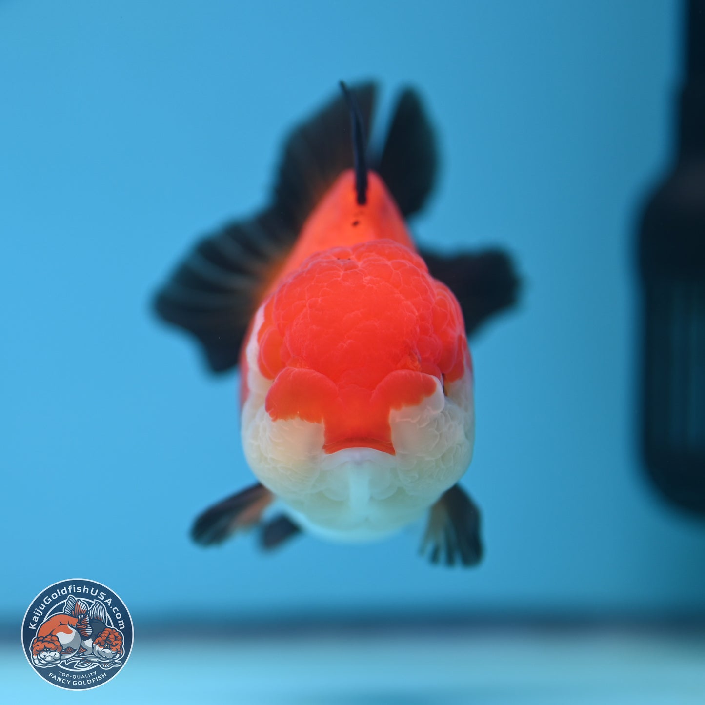 Tricolor Oranda 3.5-4 inches (241004_OR17) - Kaiju Goldfish USA