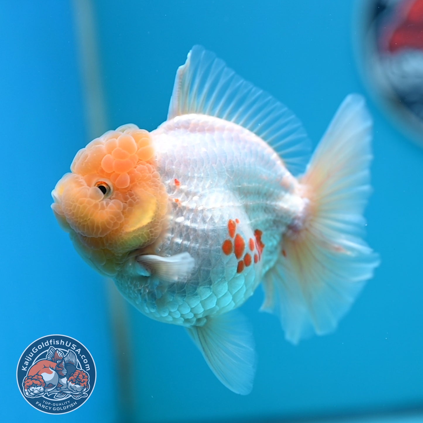 Lemon Head Red White Rose Tail Oranda 4 inches Body (250502_OR17)