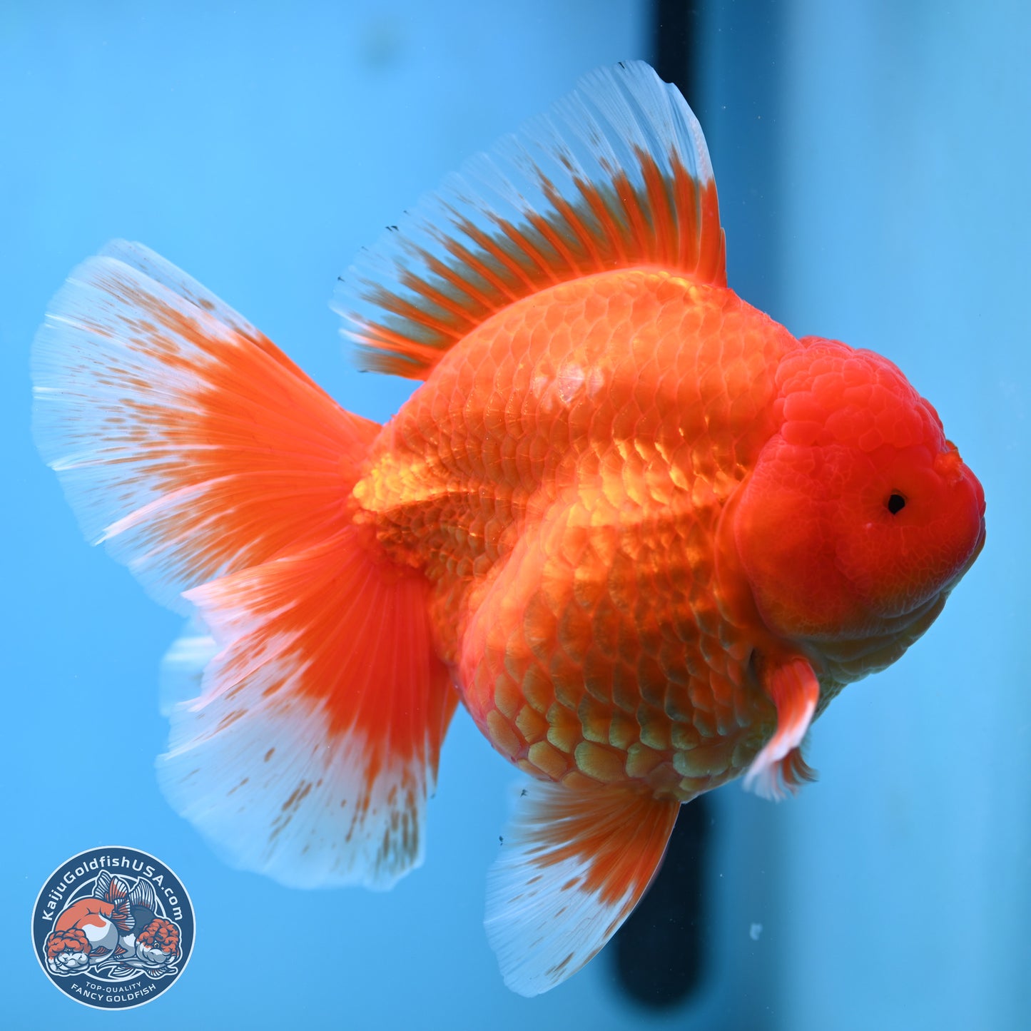 Super Jumbo Shogun Classic Red Rose Tail Oranda 7.5 inches - Female (241115_OR17) - Kaiju Goldfish USA