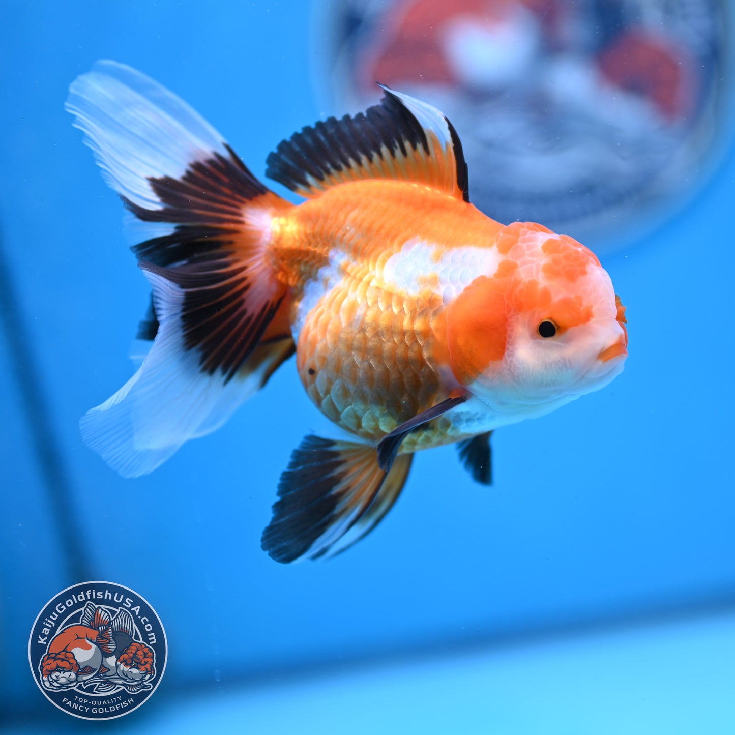 Tricolor Oranda 3.5 inches Body (250530_OR17)