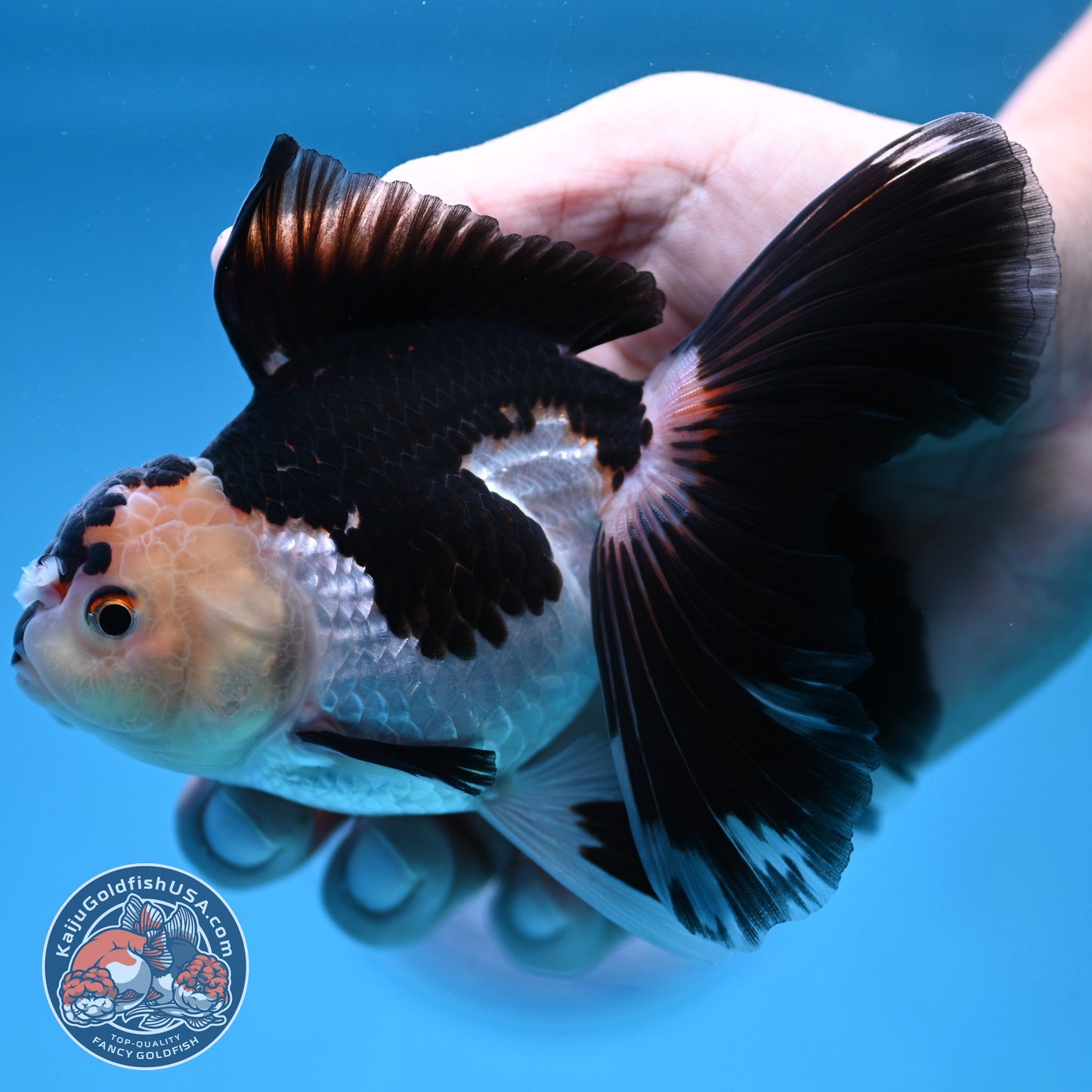 Panda Butterfly Tail Oranda 3.5 inch Body (250912_OR17)