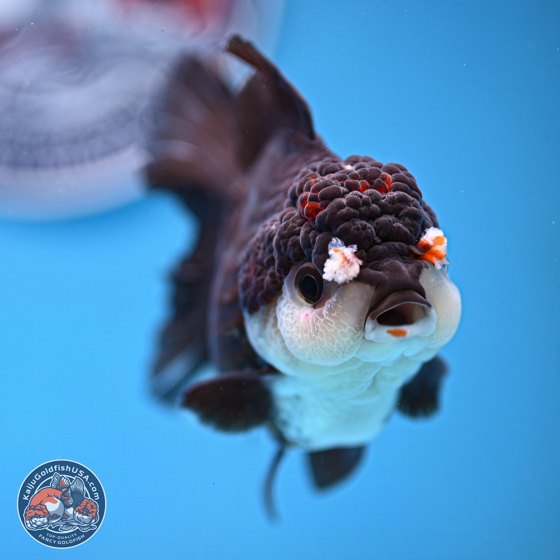 Panda Rose Tail Oranda 5 inches (241025_OR17) - Kaiju Goldfish USA