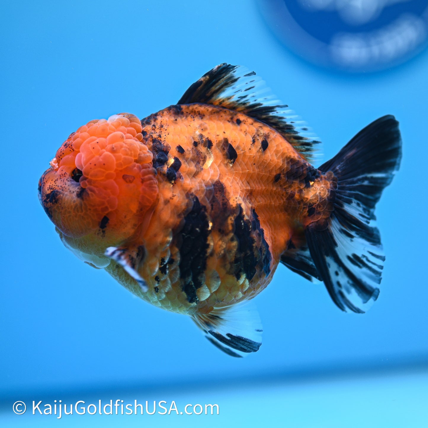 Shogun Godzilla Tiger Oranda 4in Body (240614_OR17) - Kaiju Goldfish USA