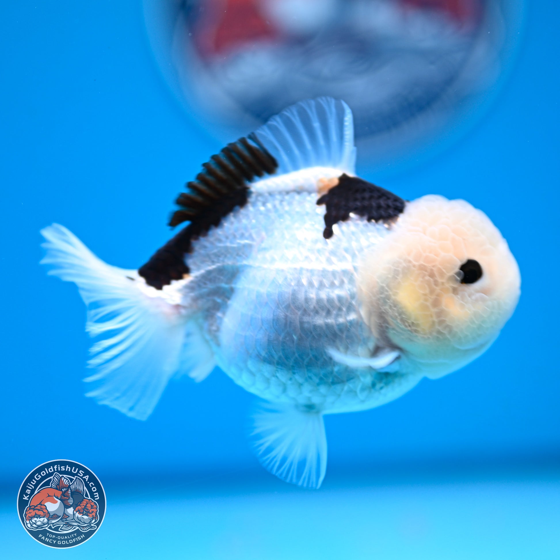 Panda Oranda 3.5-4.5 inches (240913_OR17) - Kaiju Goldfish USA