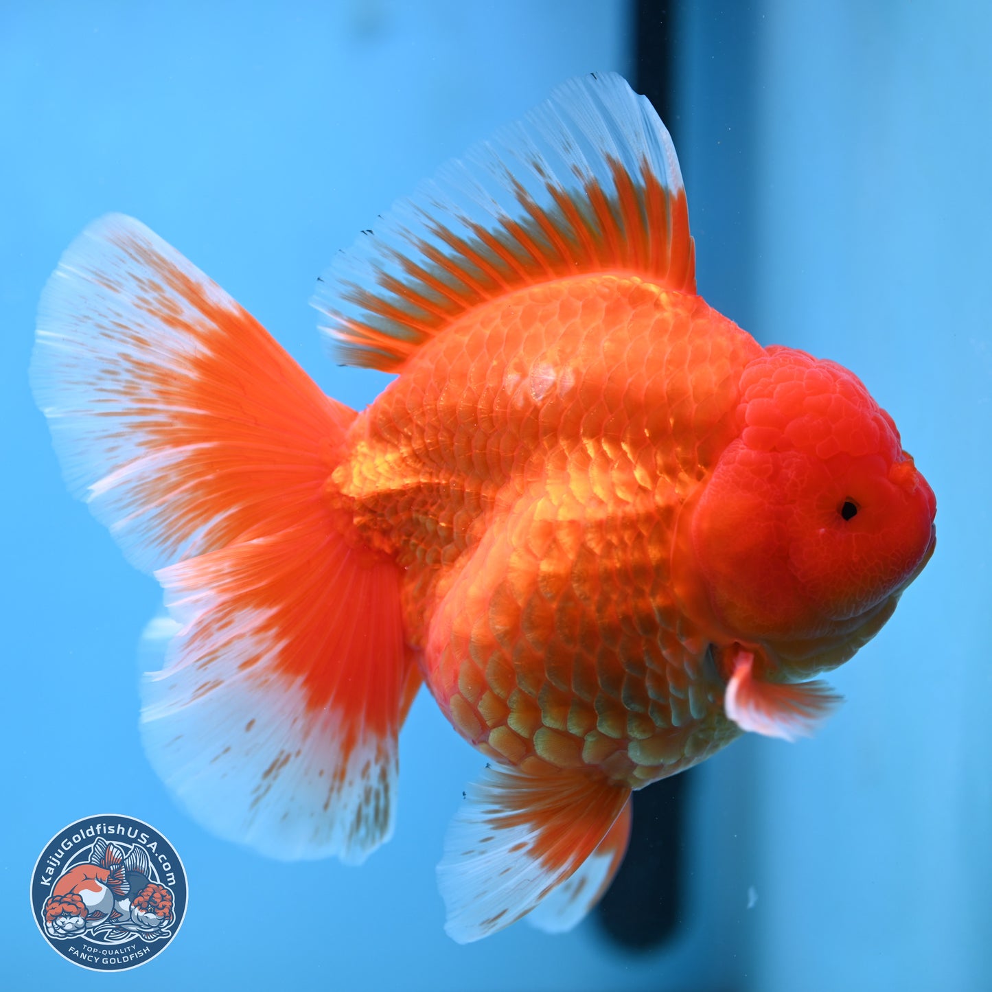 Super Jumbo Shogun Classic Red Rose Tail Oranda 7.5 inches - Female (241115_OR17) - Kaiju Goldfish USA