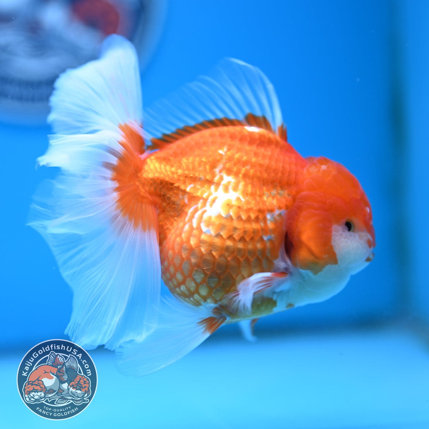Red White Rose Tail Oranda 4 inches Body - Female (250418_OR17)