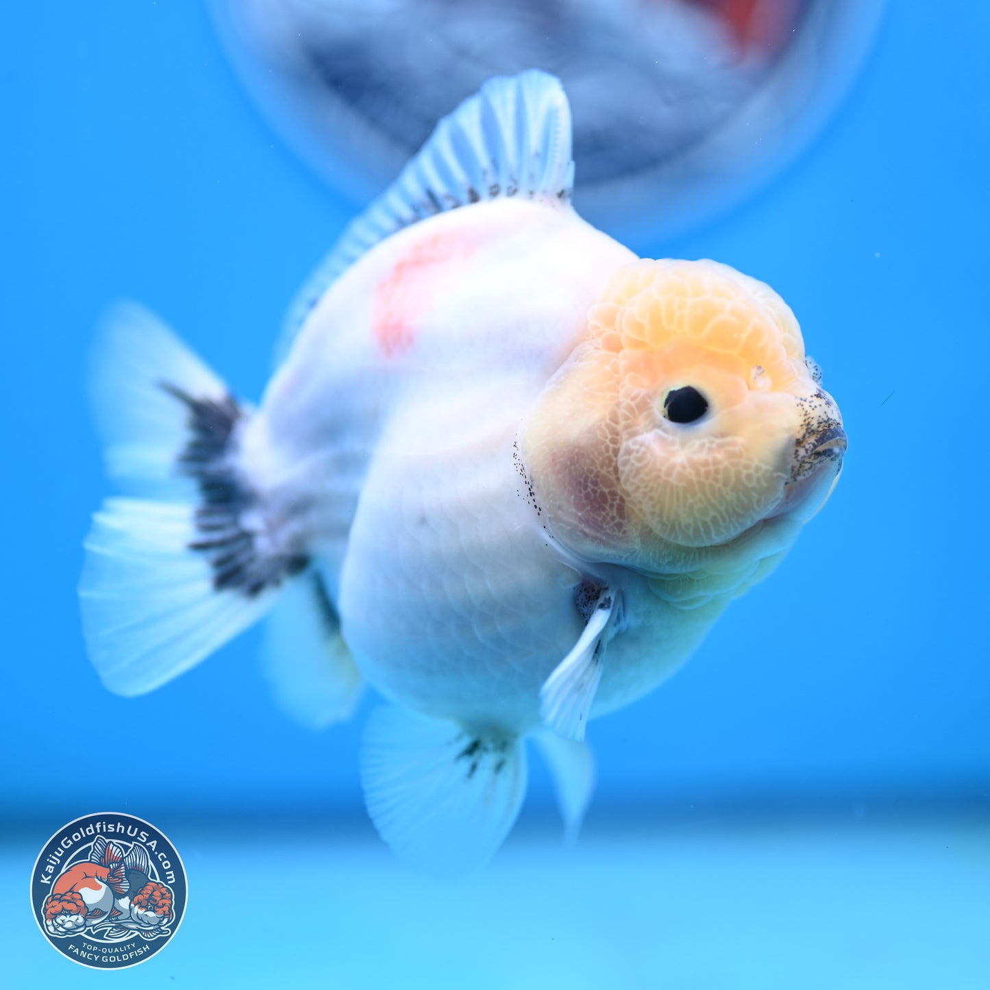 Shogun Jade Head Sakura Oranda 4 inches Body - Female(250131_OR17)