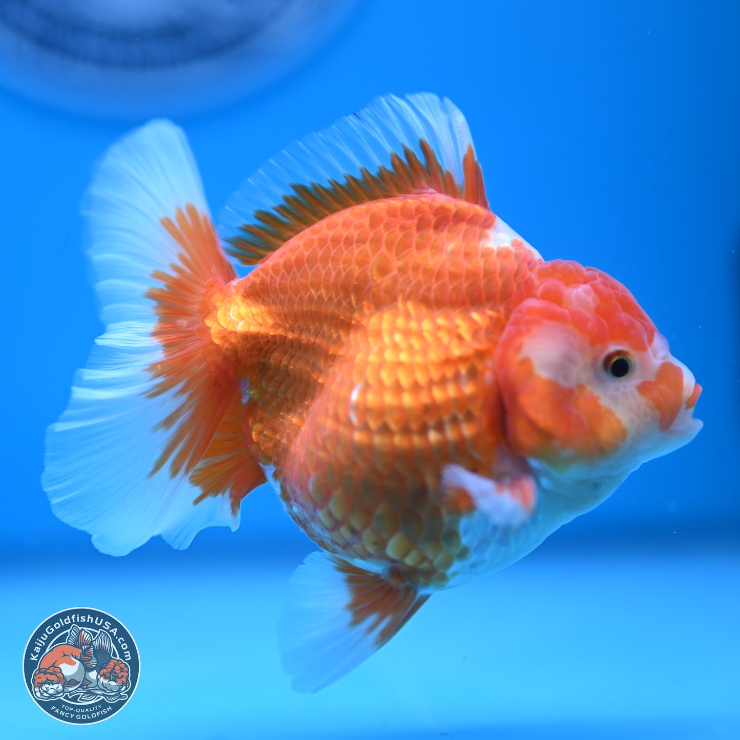 Red White Rose Tail Oranda 4.5 inches - Female (241122_OR17) - Kaiju Goldfish USA