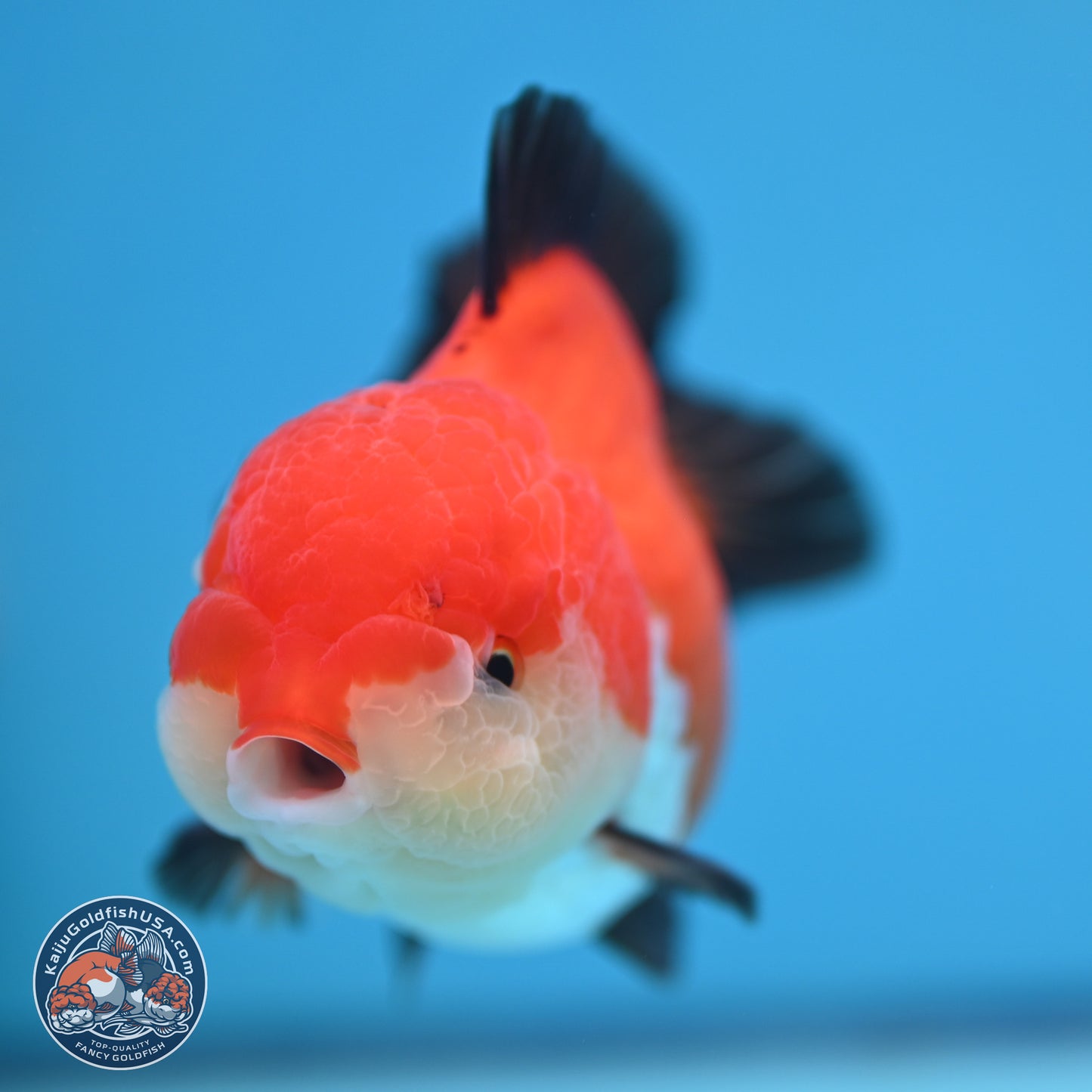 Tricolor Oranda 3.5-4 inches (241004_OR17) - Kaiju Goldfish USA