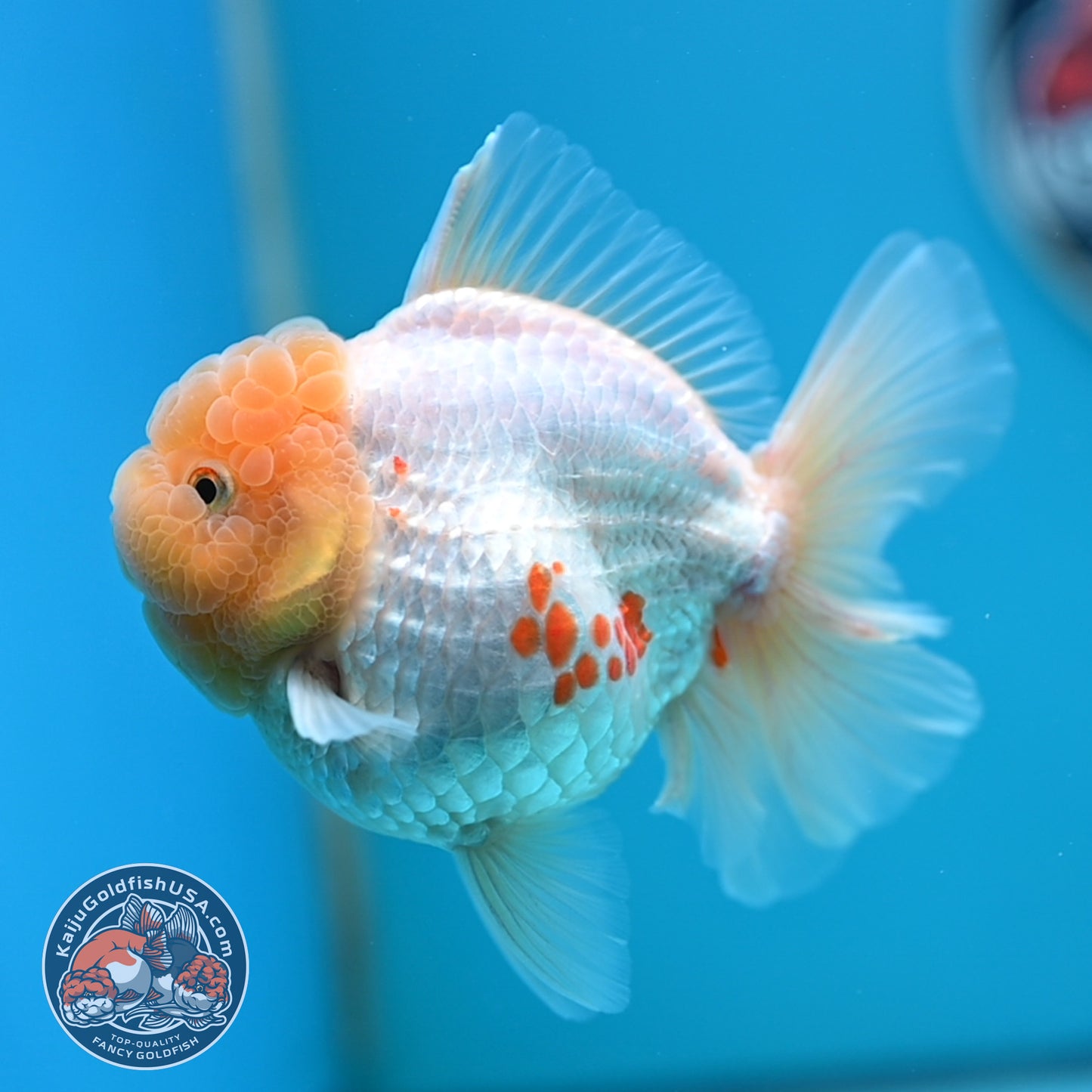 Lemon Head Red White Rose Tail Oranda 4 inches Body (250502_OR17)