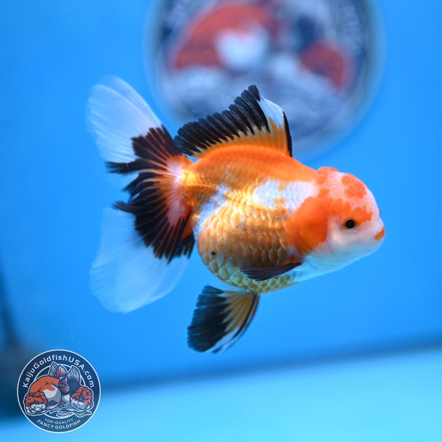 Tricolor Oranda 3.5 inches Body (250530_OR17)