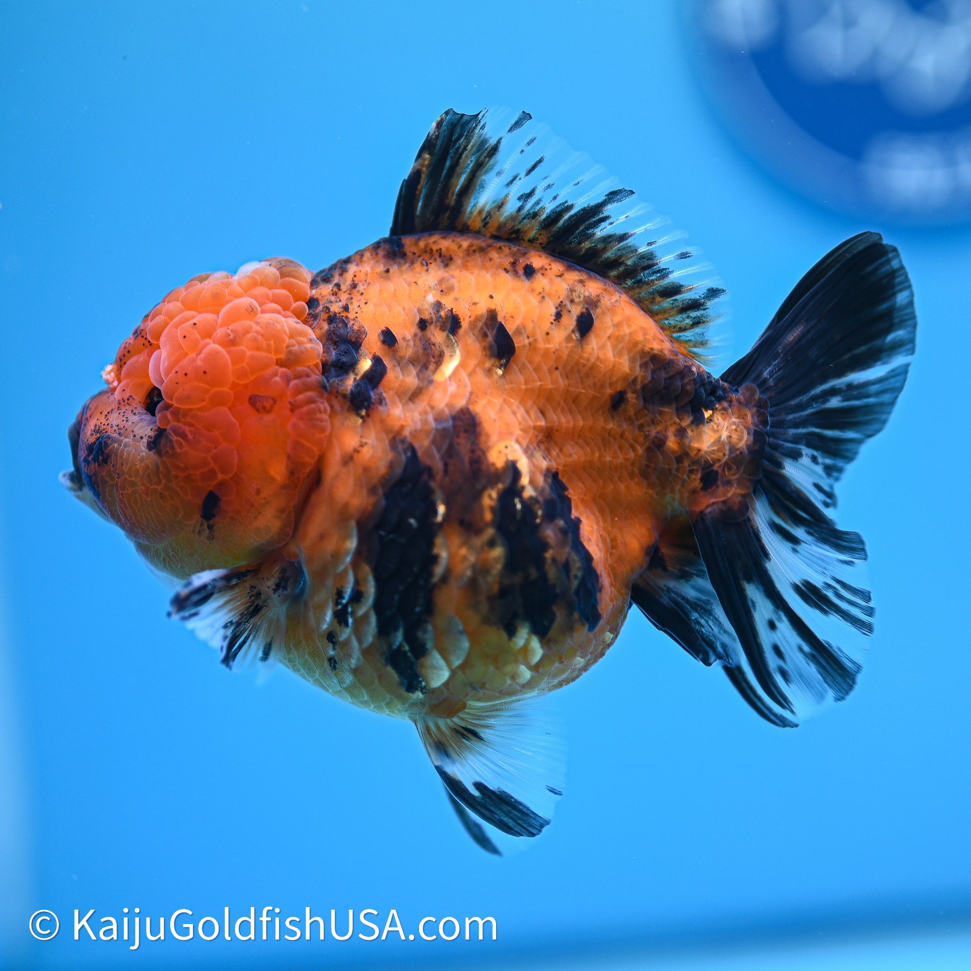 Shogun Godzilla Tiger Oranda 4in Body (240614_OR17) - Kaiju Goldfish USA