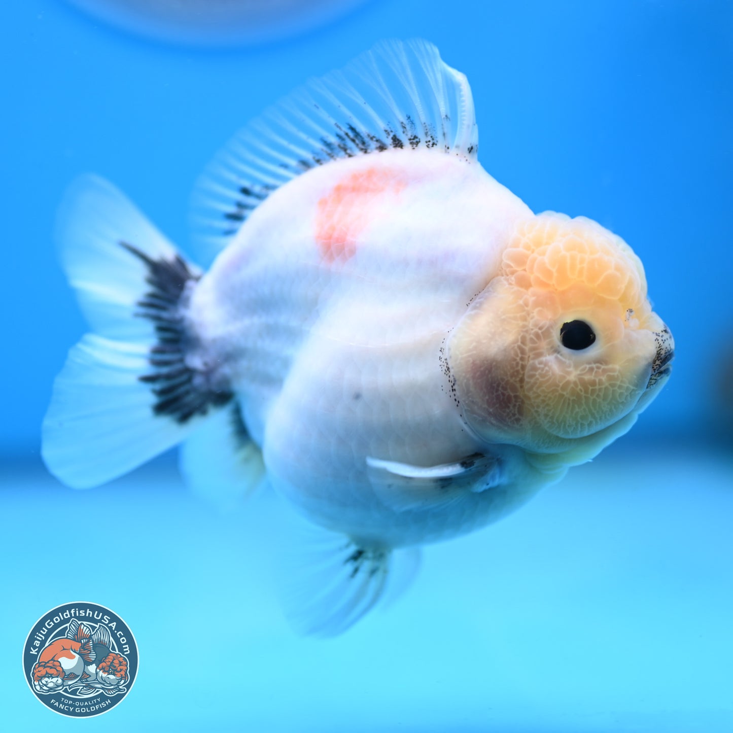 Shogun Jade Head Sakura Oranda 4 inches Body - Female(250131_OR17)