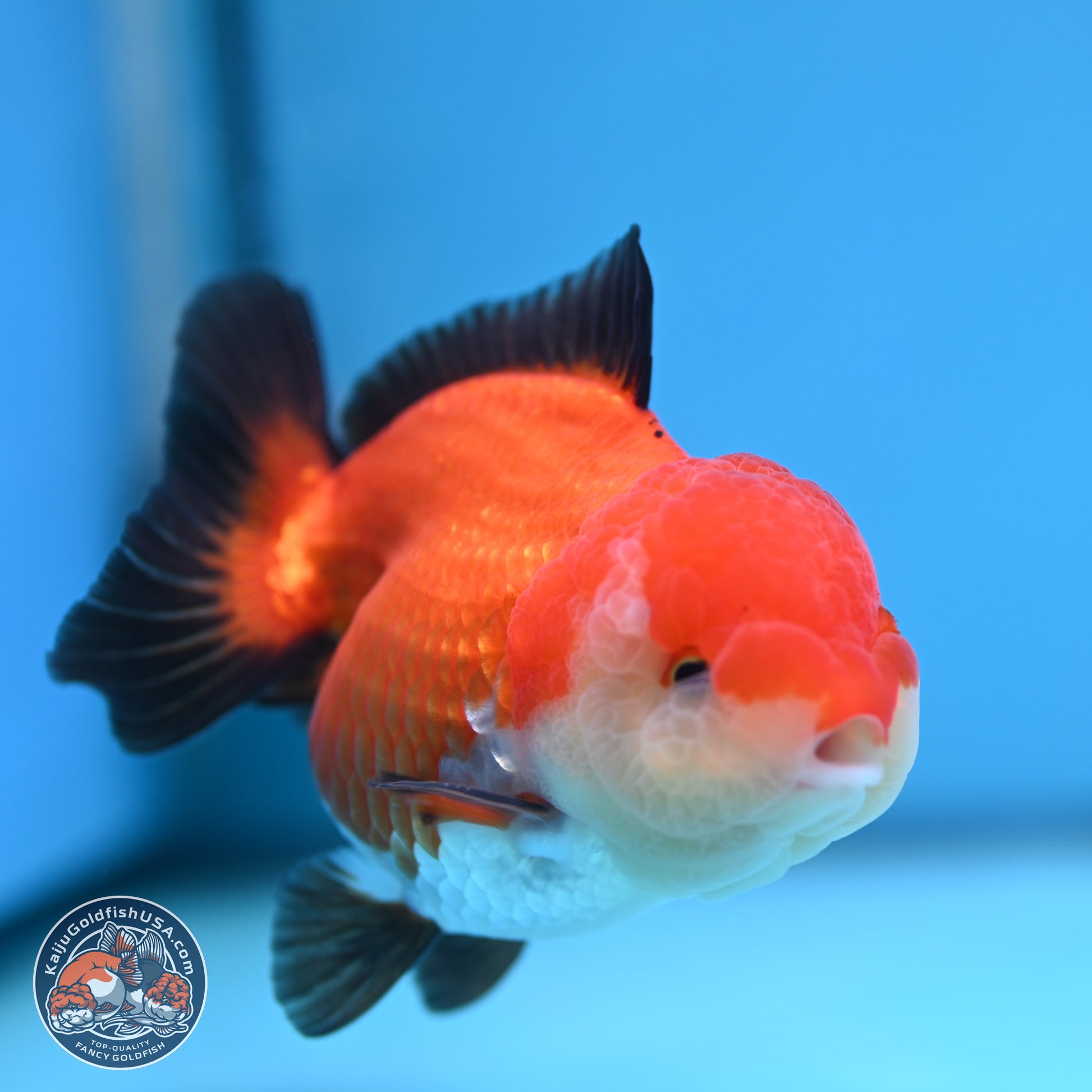 Tricolor Oranda 3.5-4 inches (241004_OR17) - Kaiju Goldfish USA