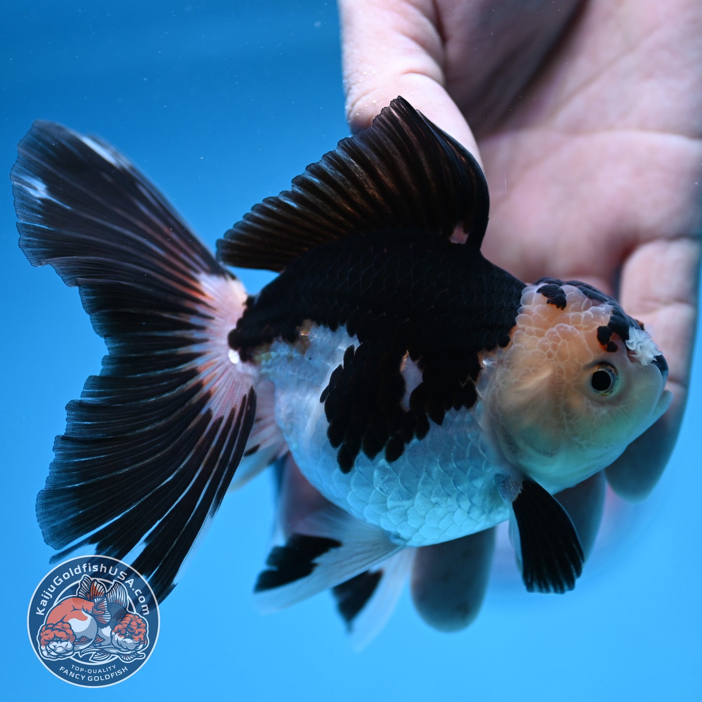 Panda Butterfly Tail Oranda 3.5 inch Body (250912_OR17)