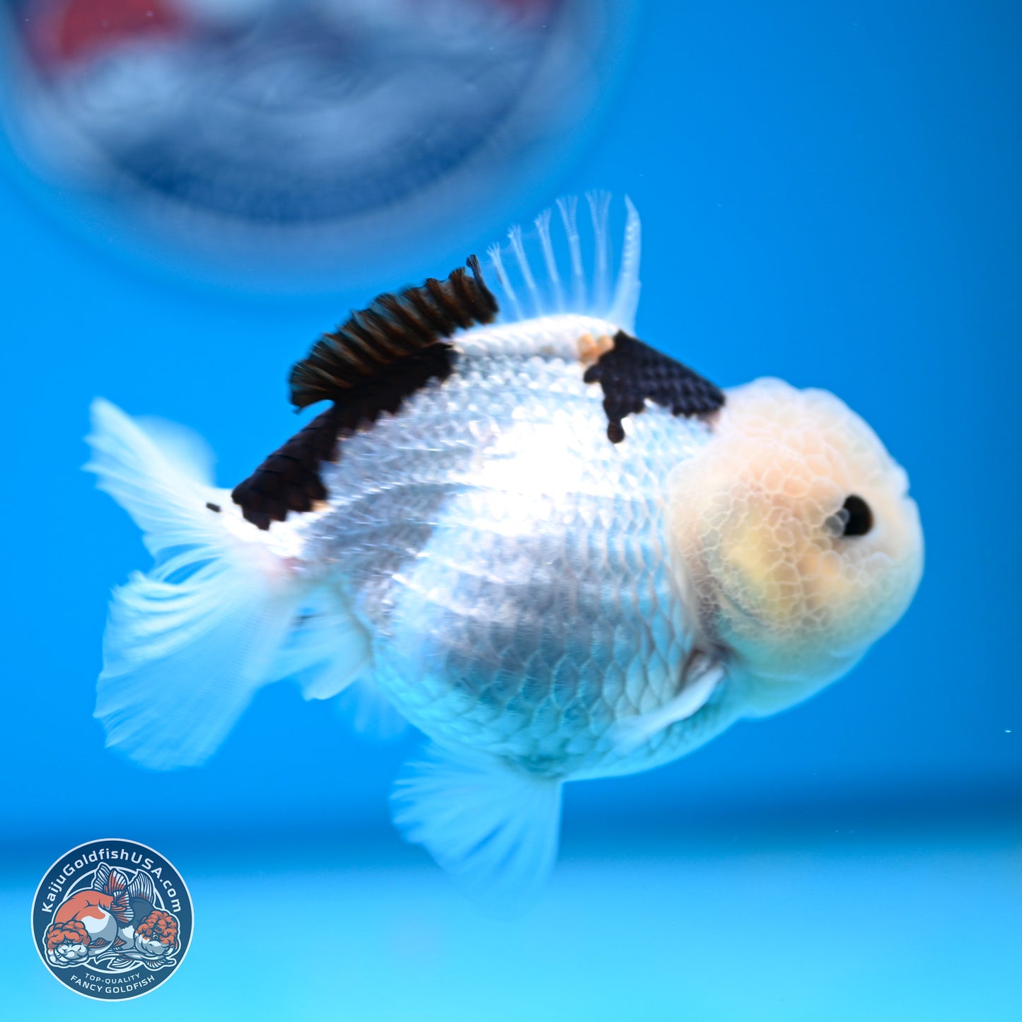 Panda Oranda 3.5-4.5 inches (240913_OR17) - Kaiju Goldfish USA