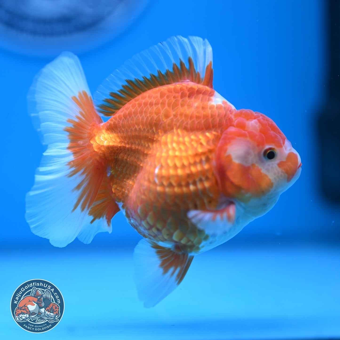 Red White Rose Tail Oranda 4.5 inches - Female (241122_OR17) - Kaiju Goldfish USA