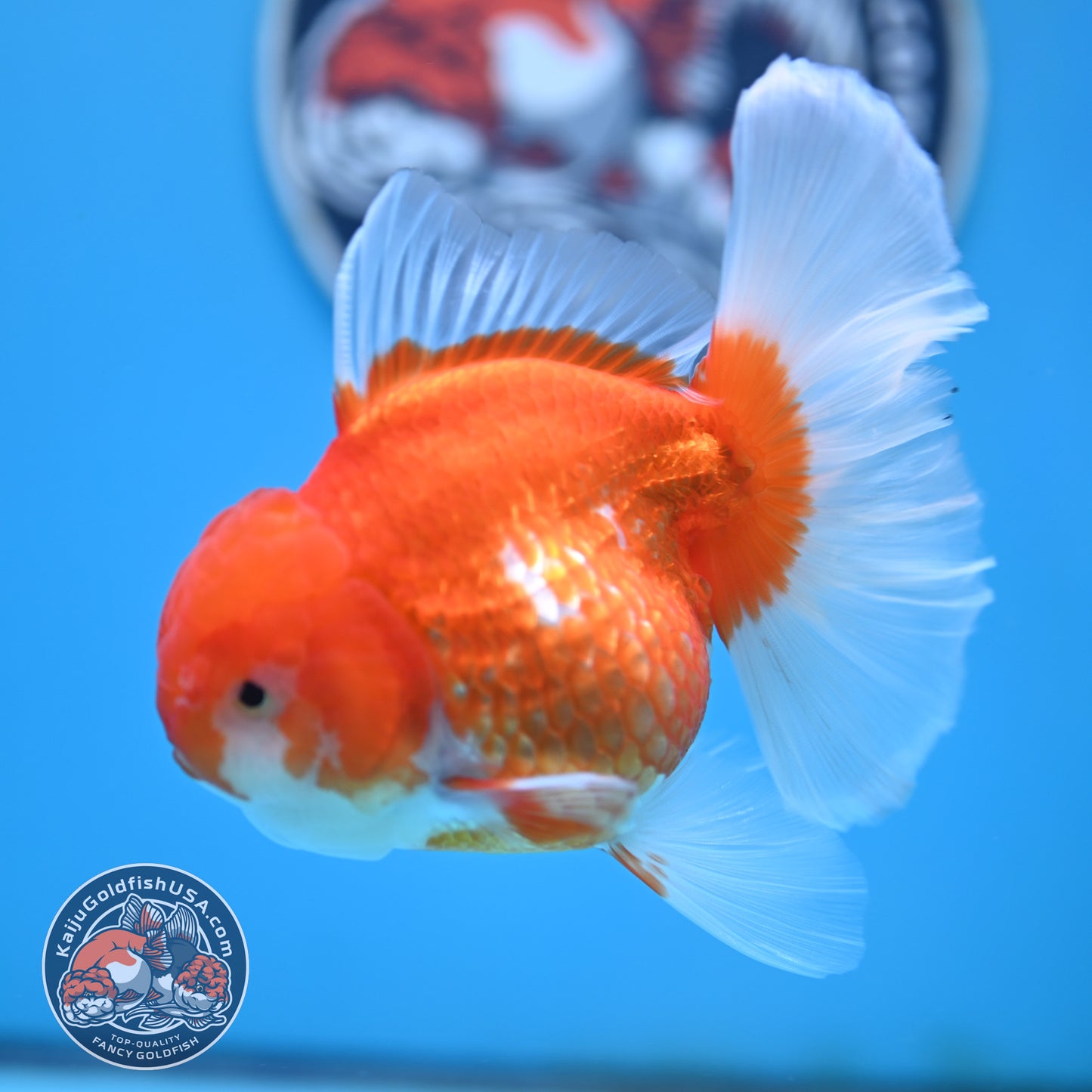 Red White Rose Tail Oranda 4 inches Body - Female (250418_OR17)