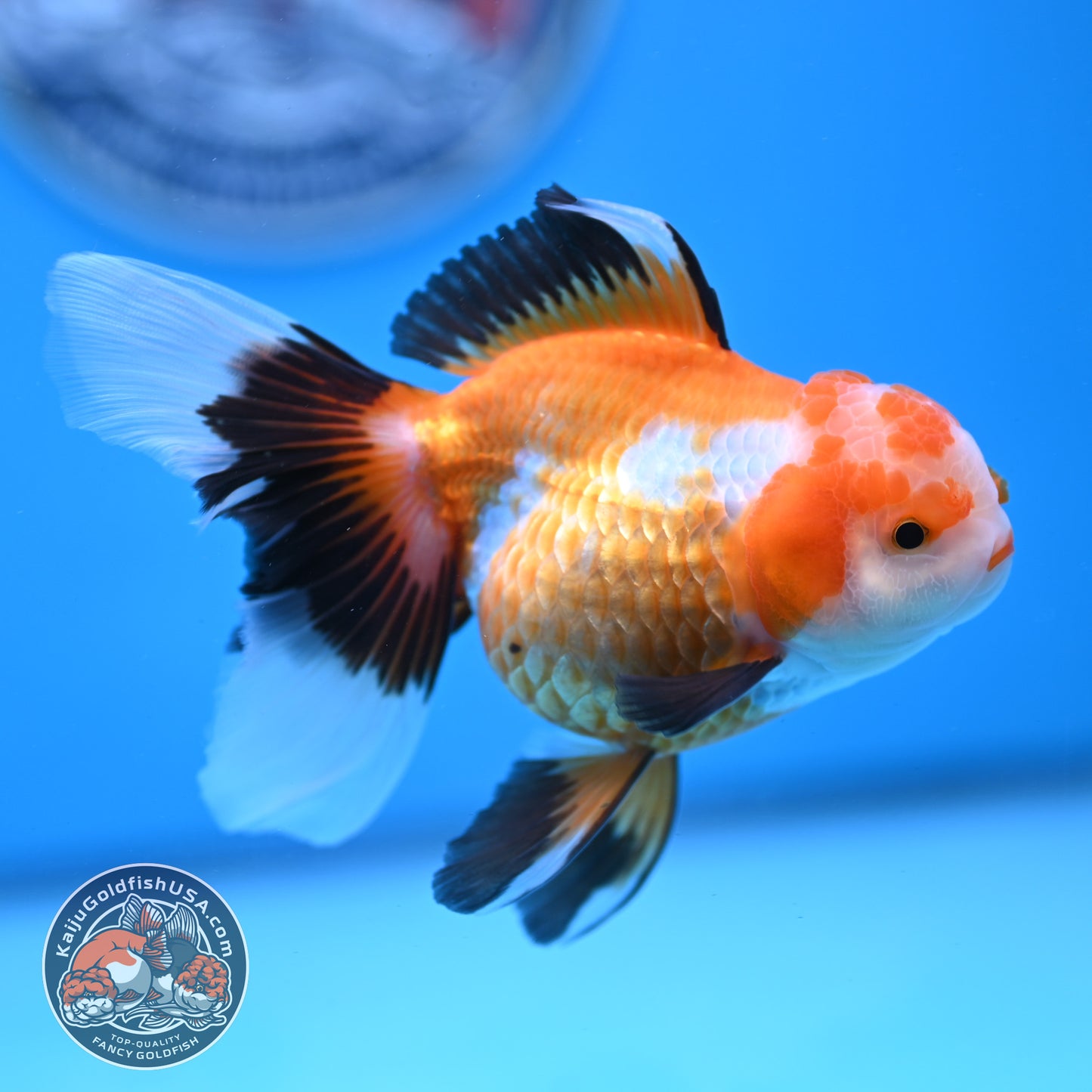 Tricolor Oranda 3.5 inches Body (250530_OR17)