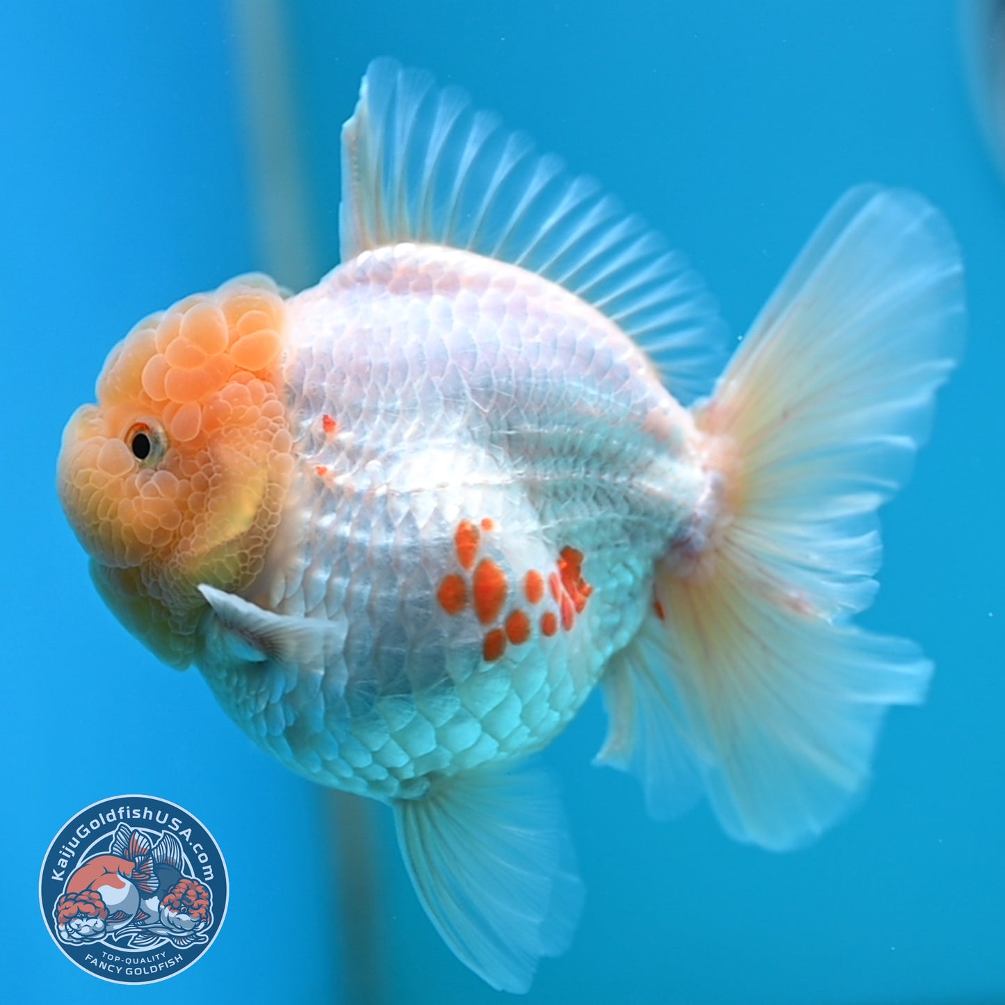 Lemon Head Red White Rose Tail Oranda 4 inches Body (250502_OR17)