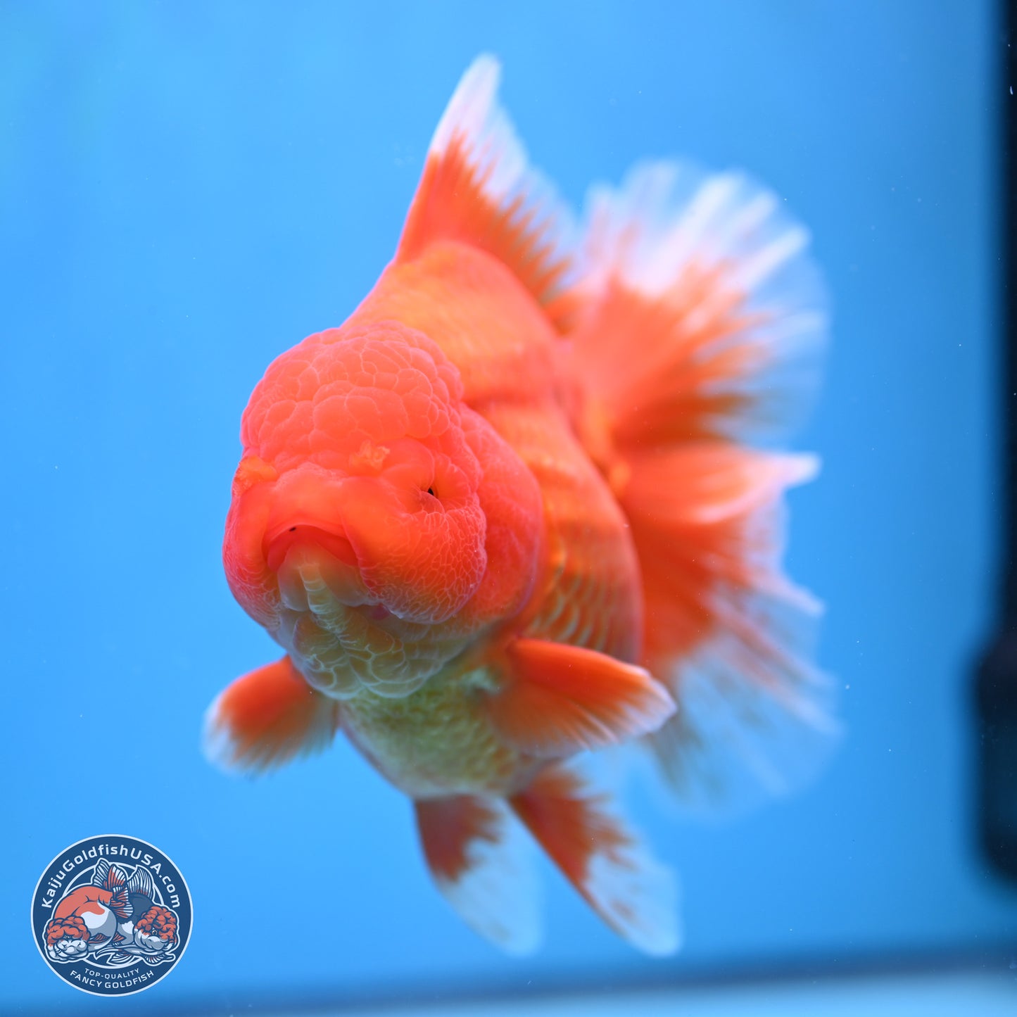 Super Jumbo Shogun Classic Red Rose Tail Oranda 7.5 inches - Female (241115_OR17) - Kaiju Goldfish USA